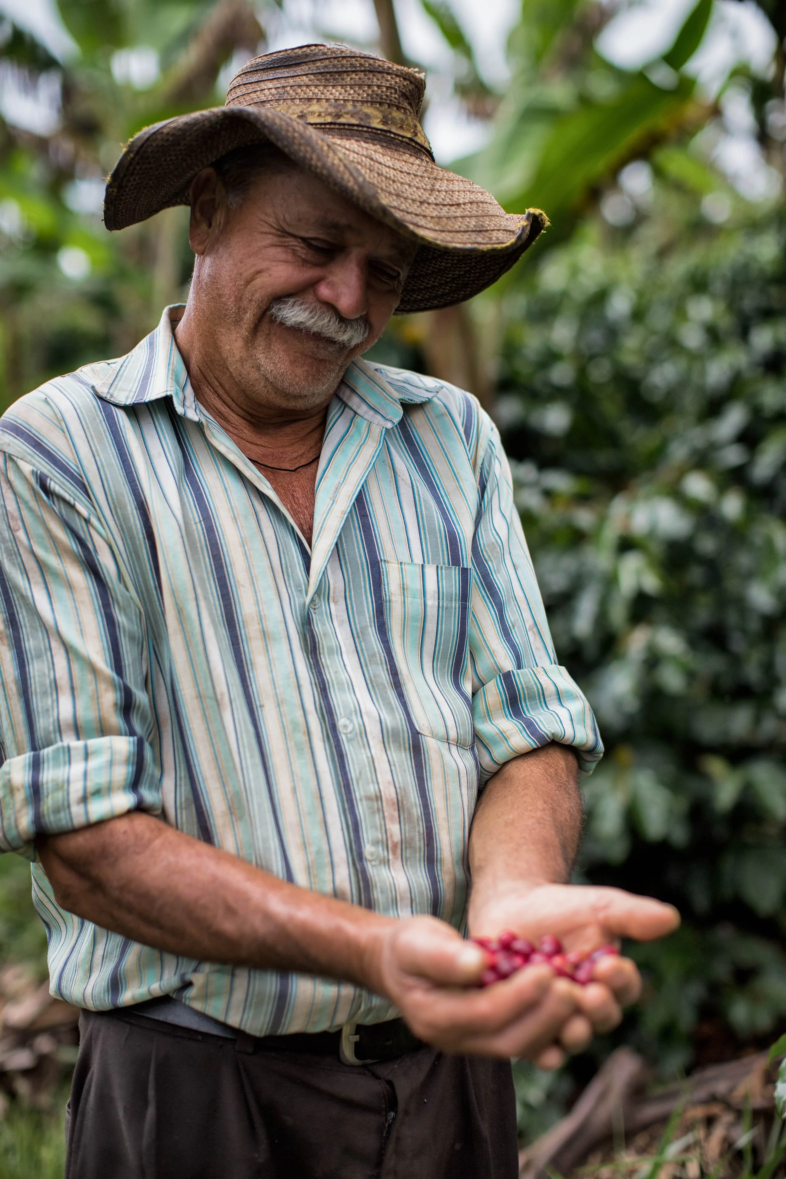 108. Hombre sonri¦üe viendo sus frutos.JPG