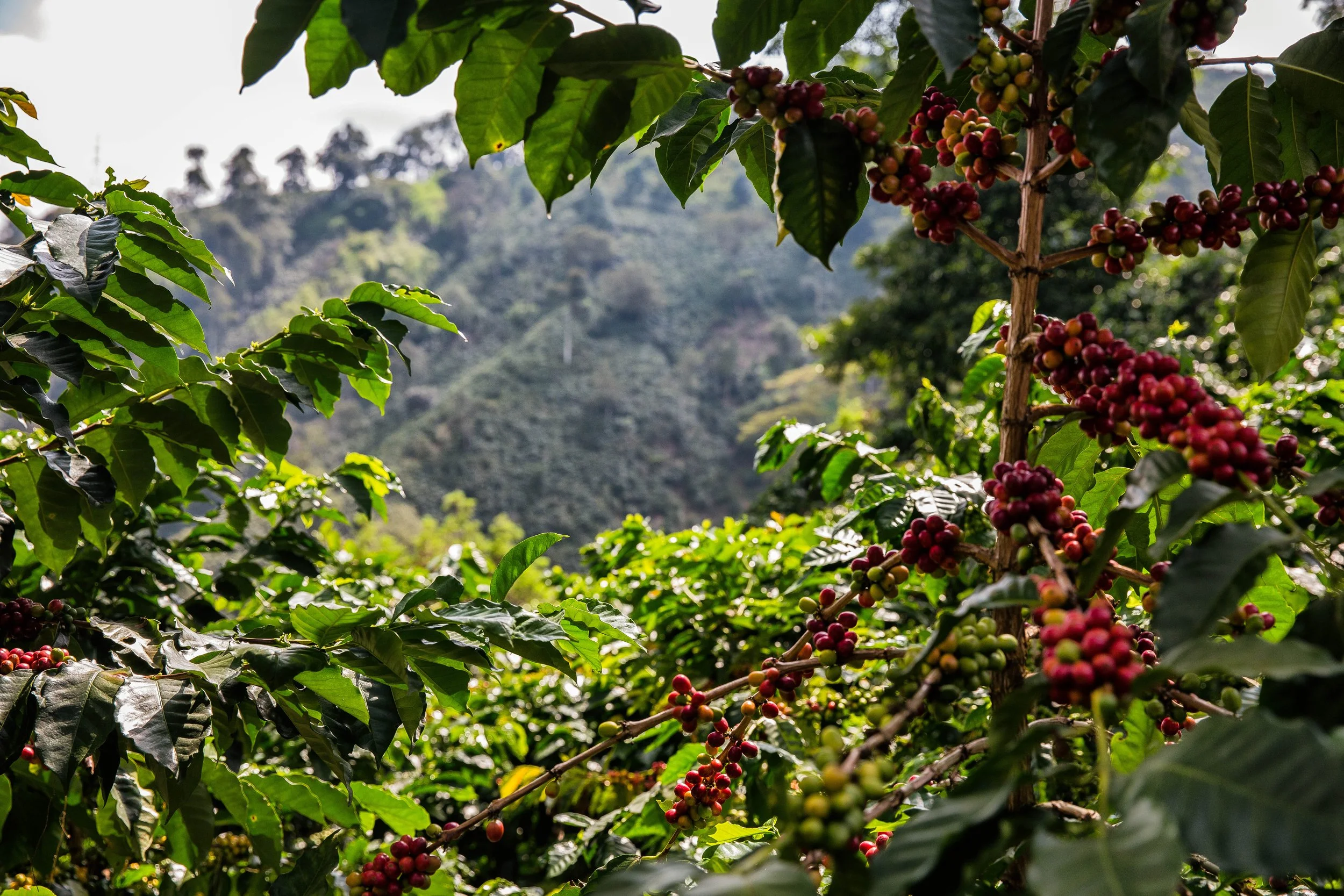 180. Rama con frutos rojos .JPG