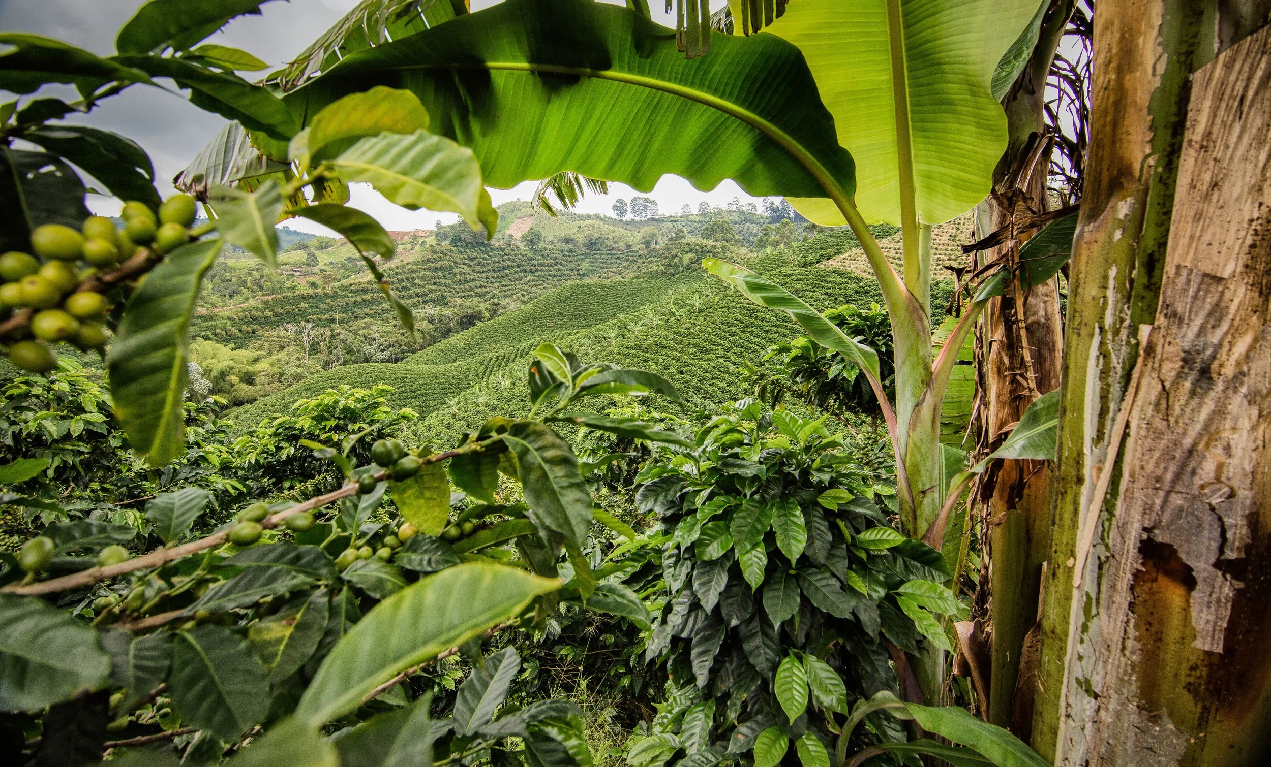 171. Paisaje cafetero 6.jpg