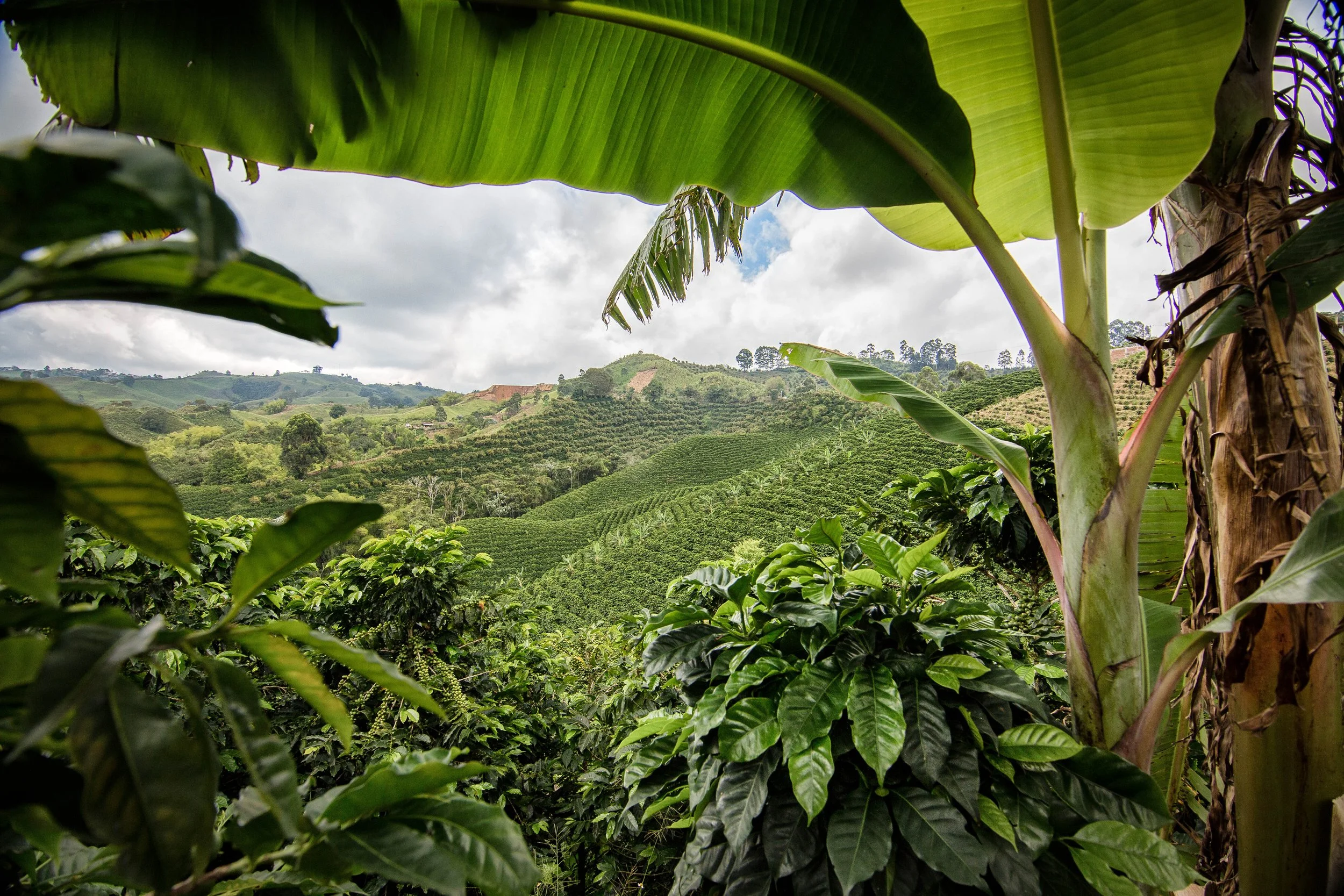 170. Paisaje cafetero 5.jpg