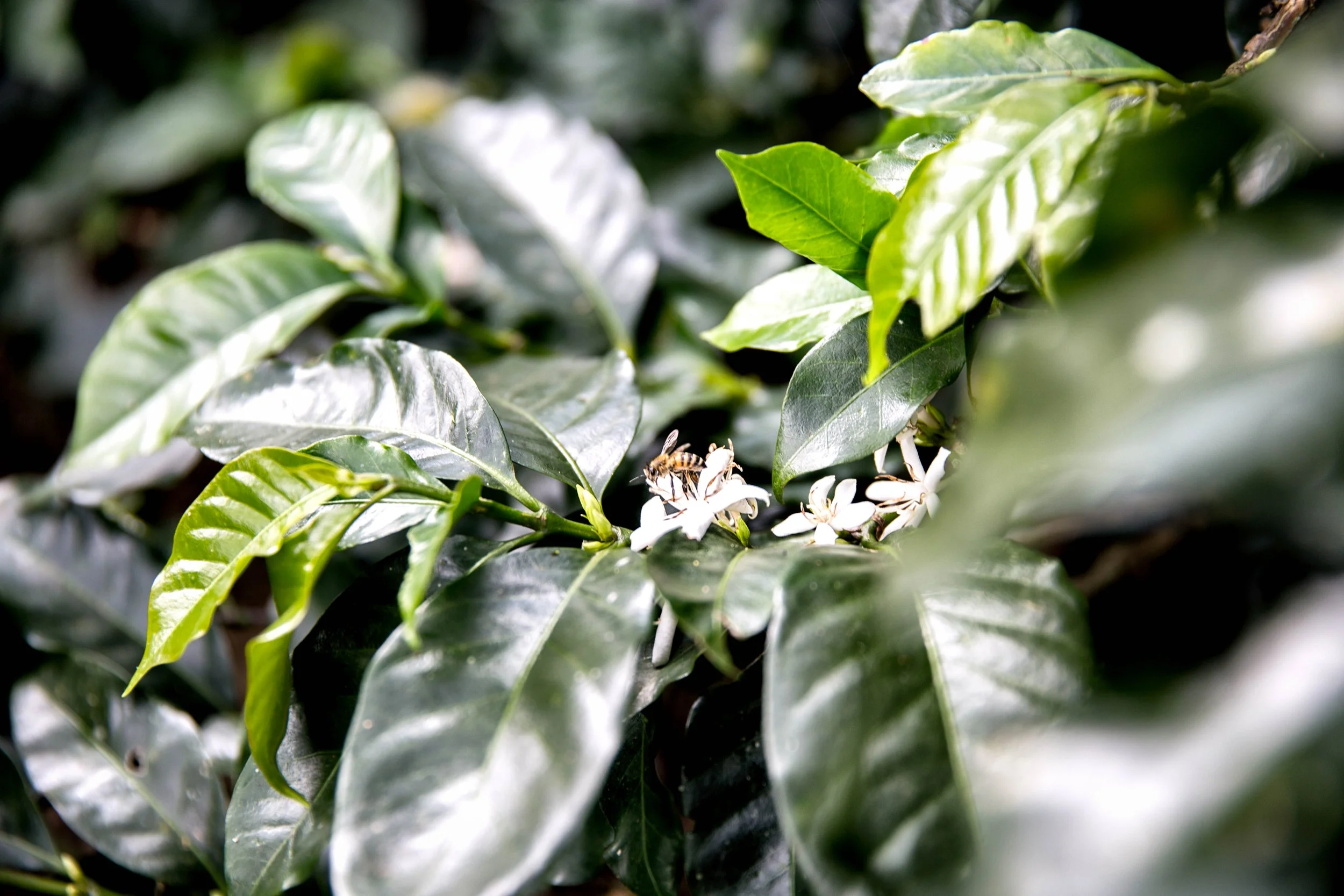 92. Flor con abeja.JPG