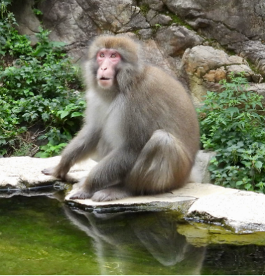 Reflections from a Japanese onsen