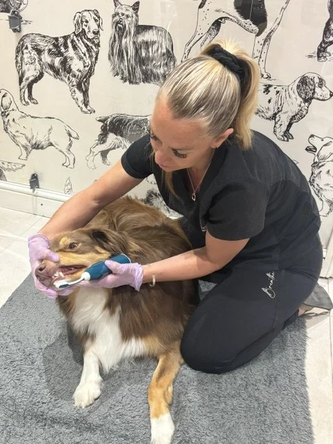 A woman in black scrubs is grooming a large, brown and white dog with a brush while kneeling on a gray rug. The woman is wearing gloves and is in a room with dog illustrations on the wall.