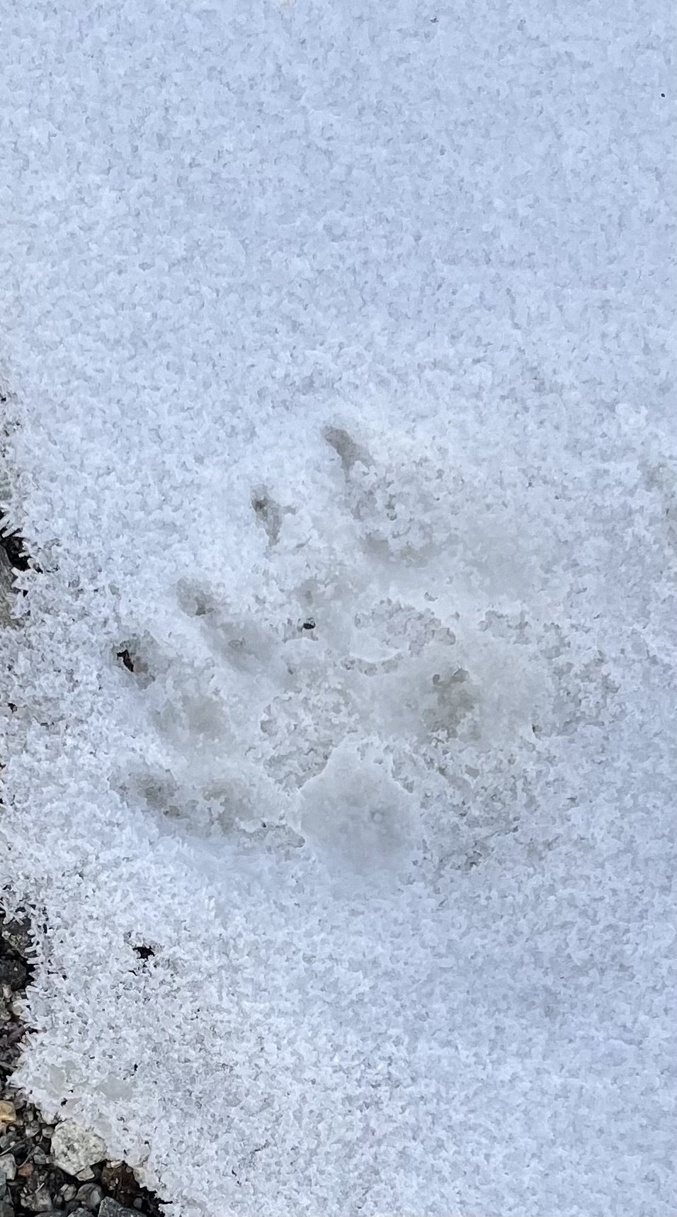 Local Wildlife Awareness