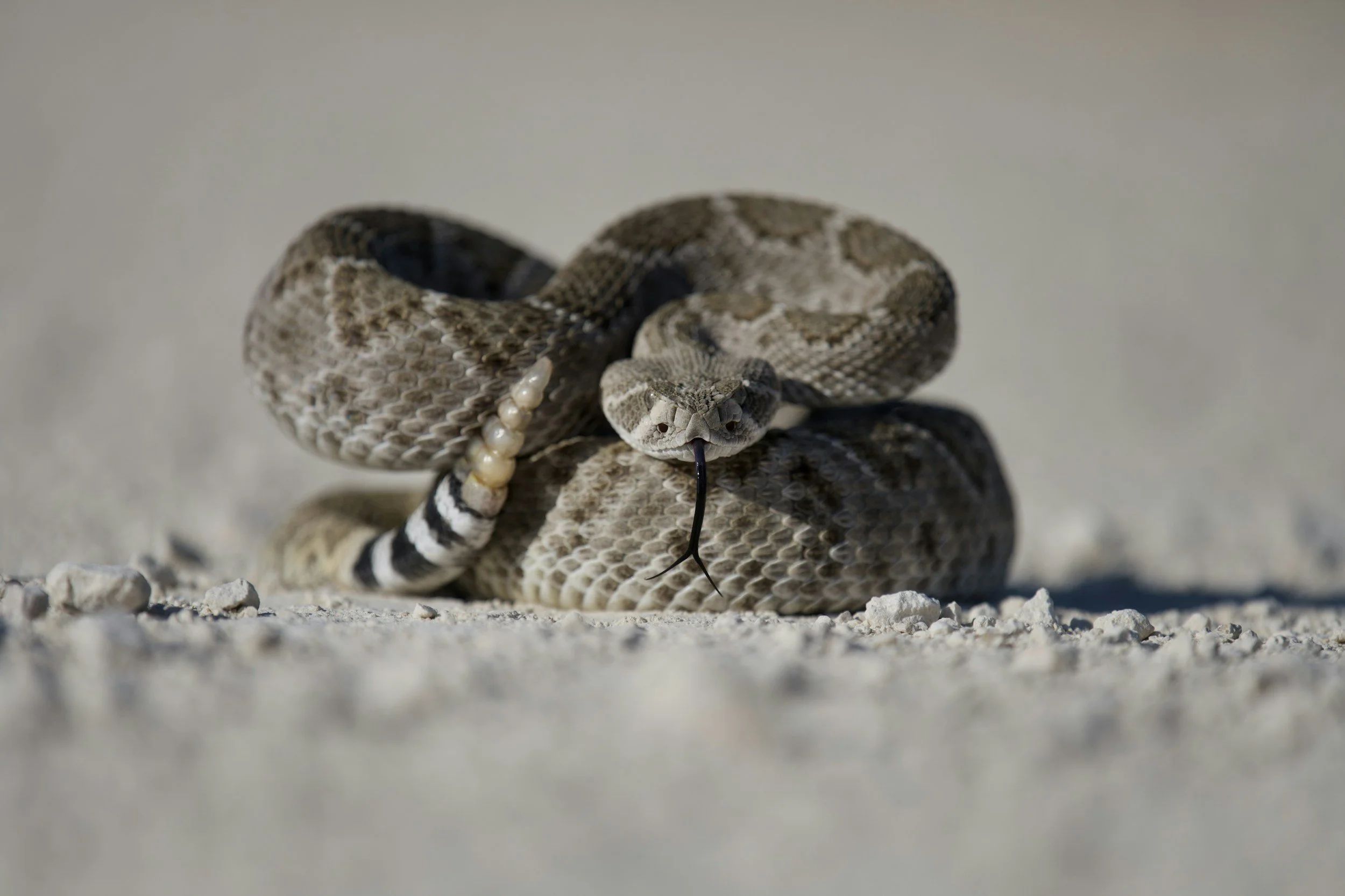 Rattle Snakes In Our Area