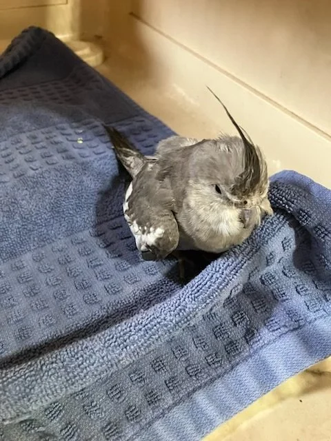 Are you missing a cockatiel? 