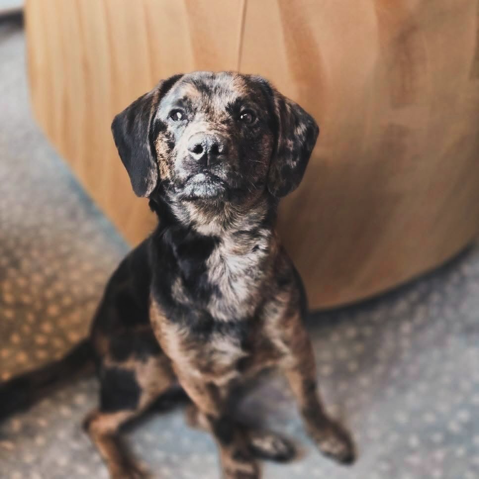 Thanks @_sugaredroses_  for snapping these pawsome 🐾 photos of some of our furry residents yesterday 🖤

#woof #8thandhigh #leasing #ohiostate #petfriendly
