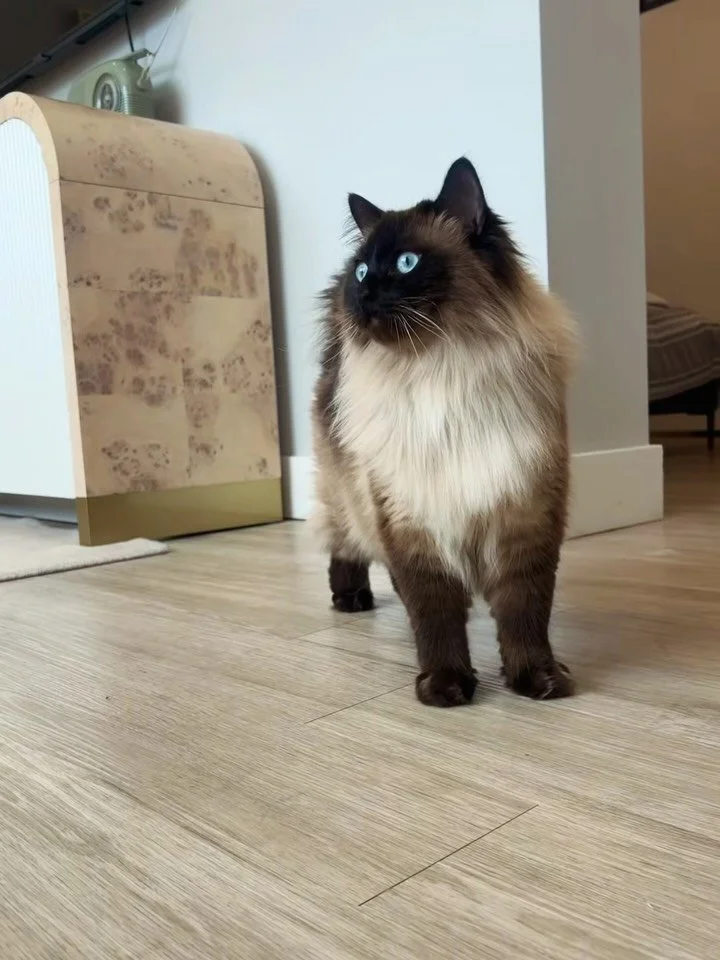 🐱At 8th &amp; High we&rsquo;re not only 🐾 Pet Friendly but we&rsquo;re Pet Approved 🐕&zwj;🦺😎

#8thandhigh #petfriendly #meowbark #columbusohio #ohiostate