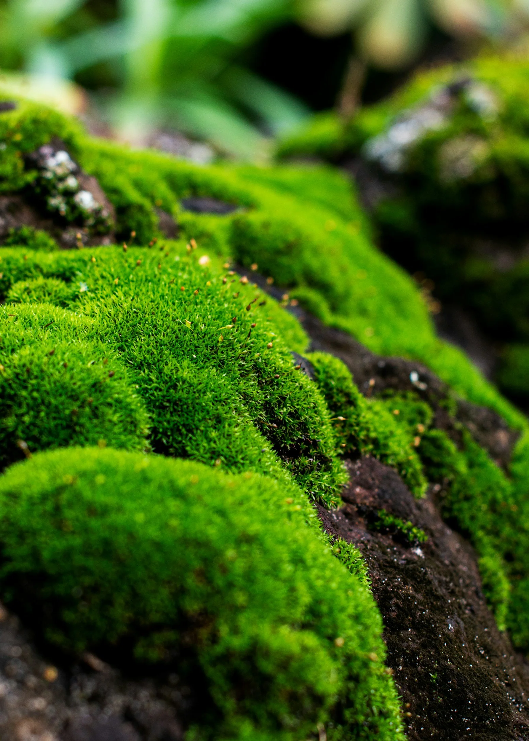 Somatic Healing Mara Nicola