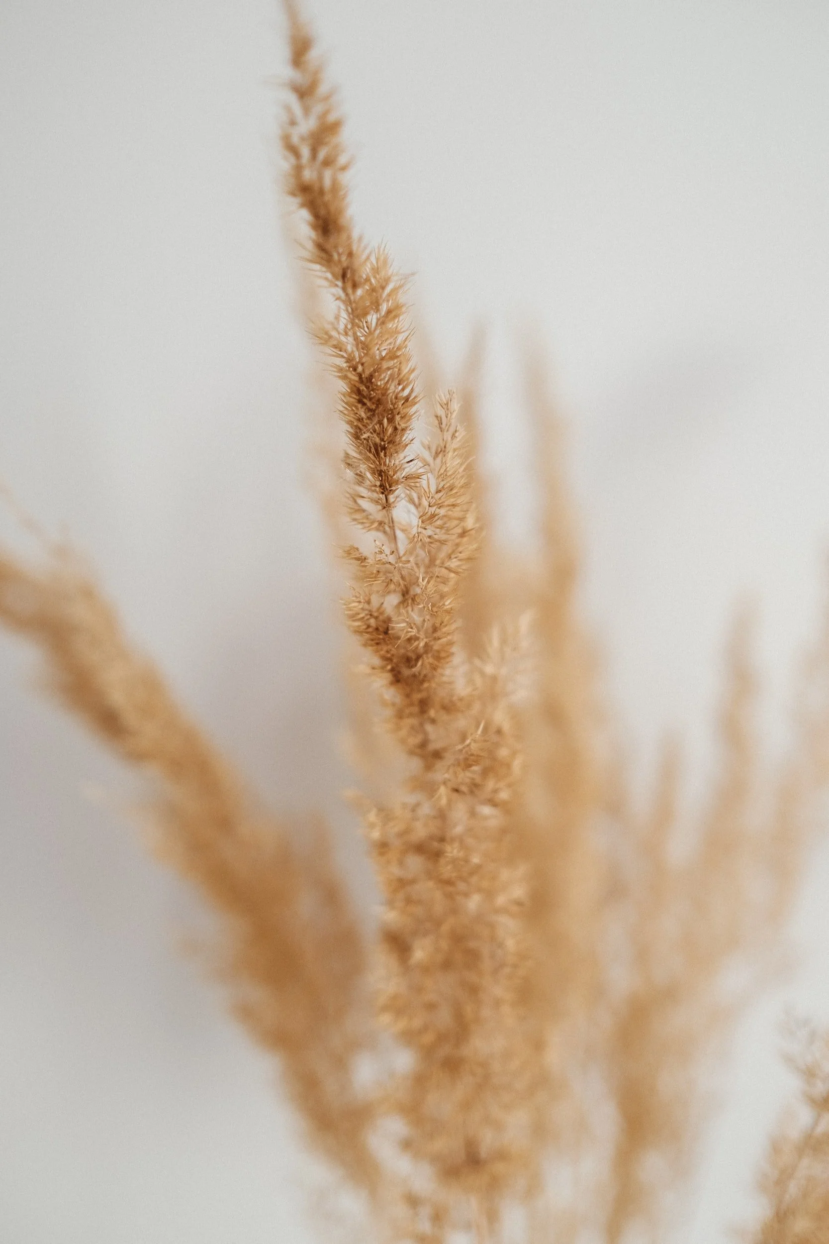 Close-up of dry pampas grass against a light background.