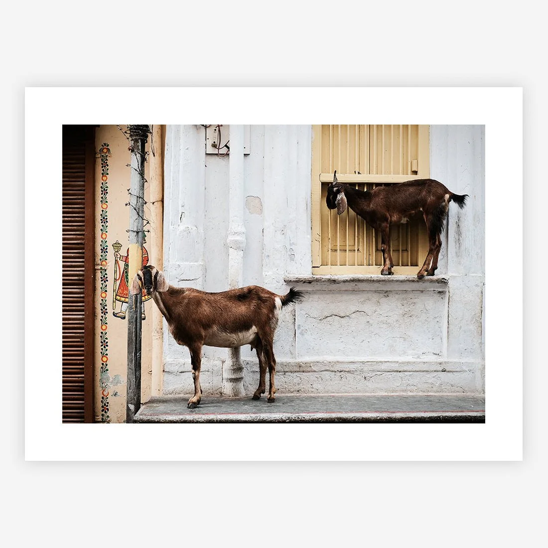 Urban Goats, Rajasthan