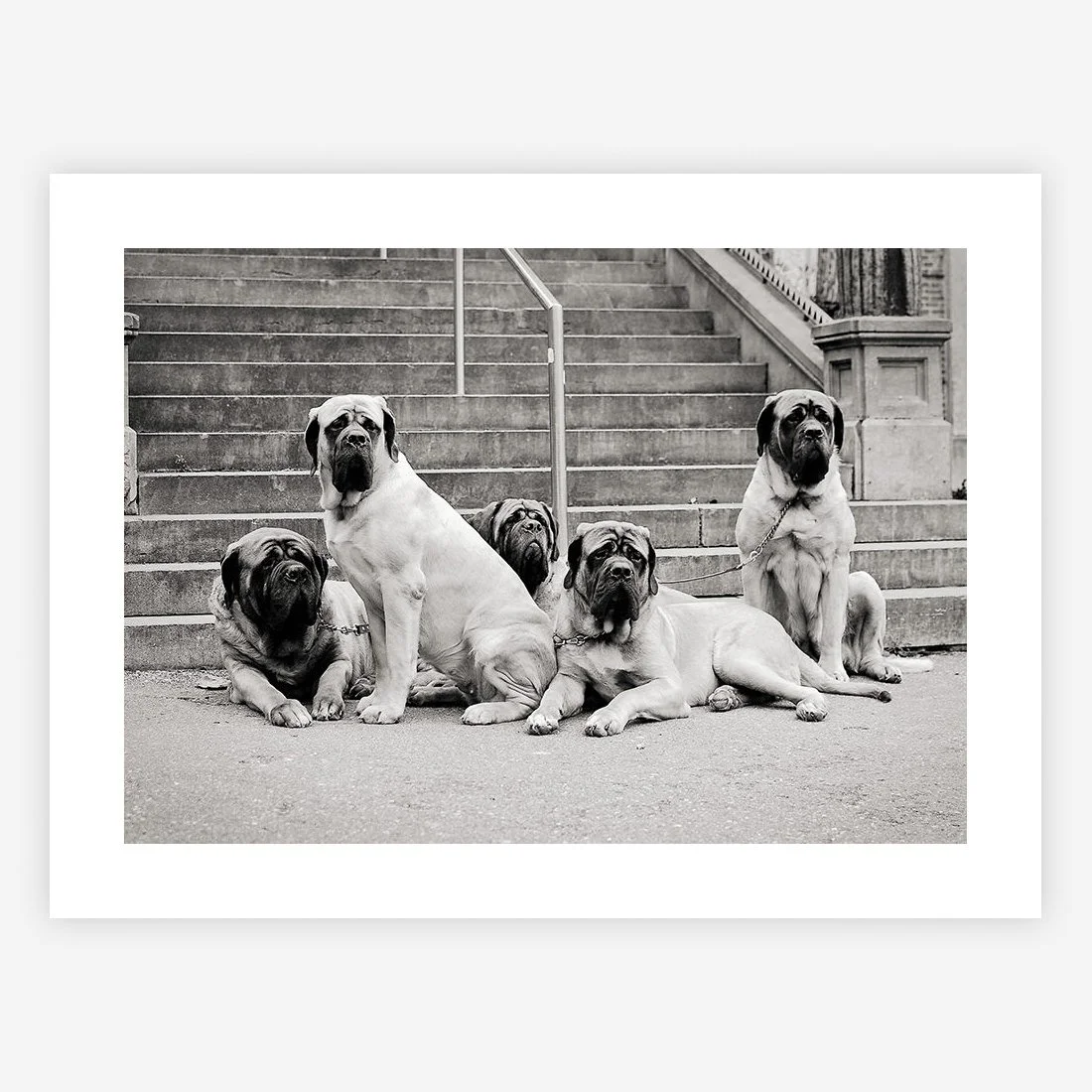 Five Mastiffs, Amsterdam