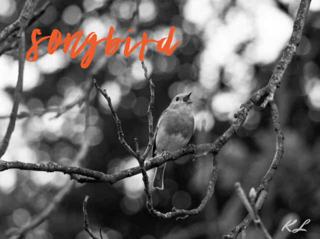 Songbird