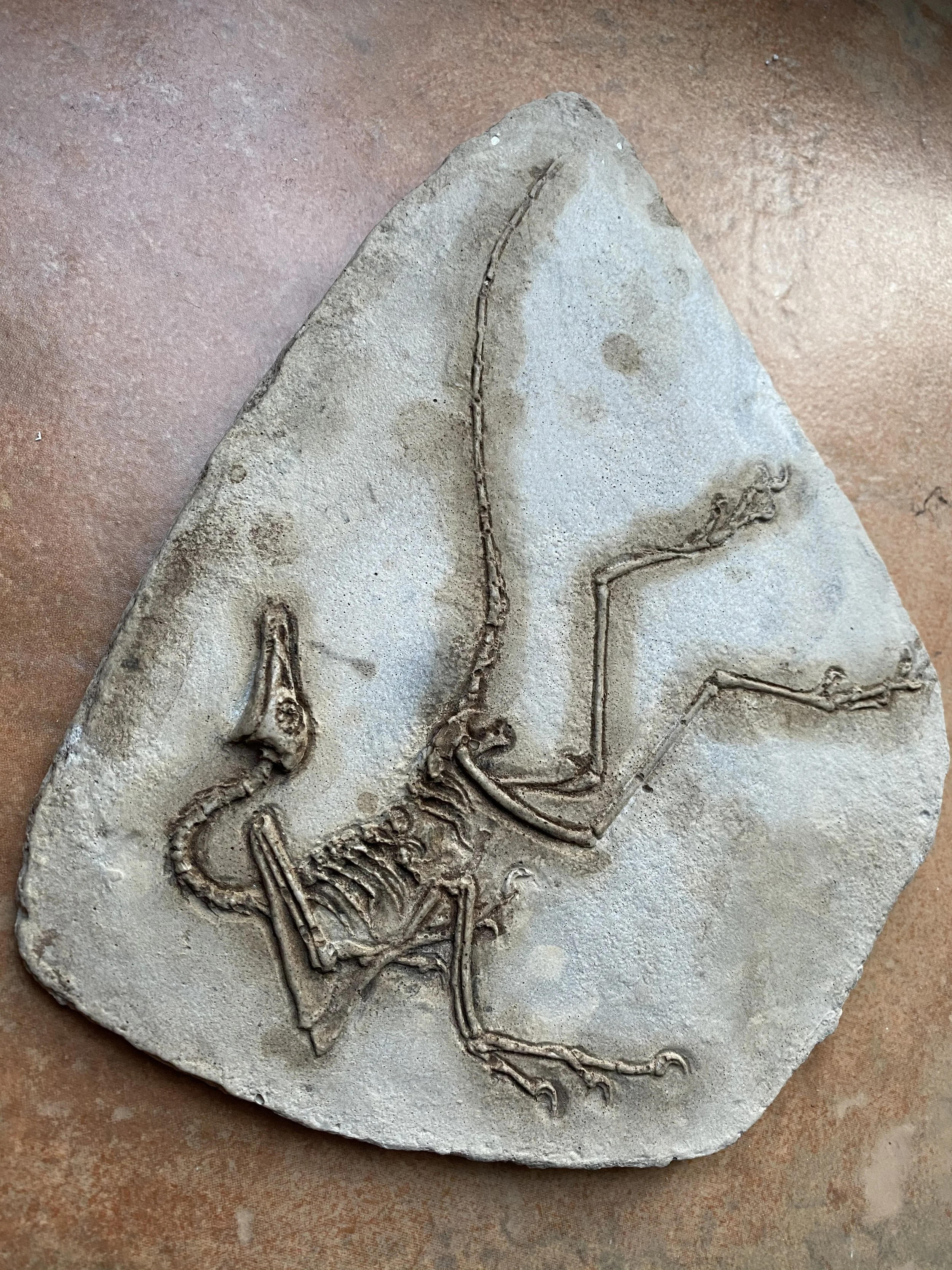 Archaeopteryx fossil casting