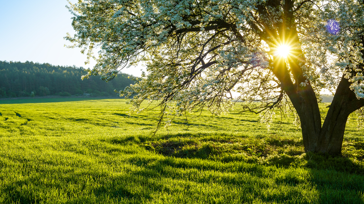 Spring Twilight Retreat - Yoga & Meditation