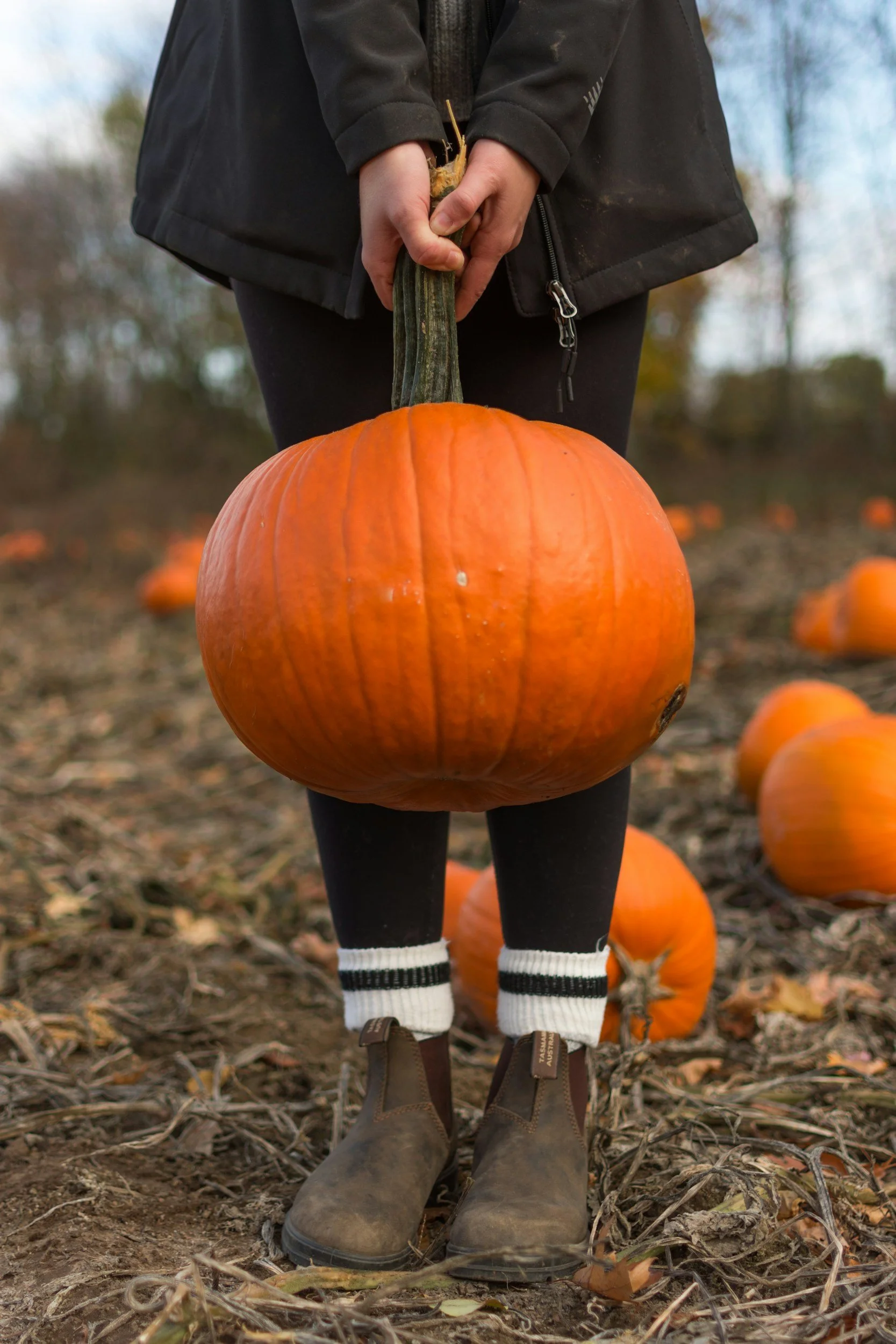 Child holding a large orange pumpkin in a pumpkin patch with other pumpkins on the ground, wearing brown boots, black pants, striped socks, and a black jacket.