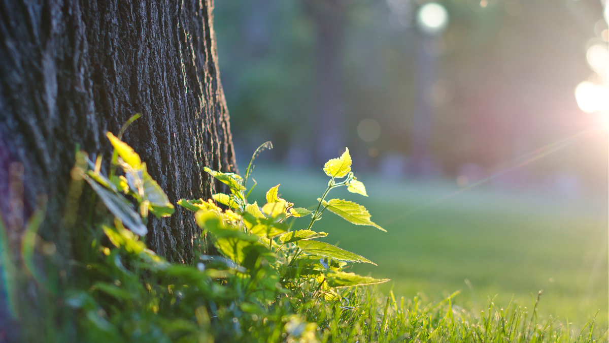 Summer Twilight Retreat - Yoga & Meditation