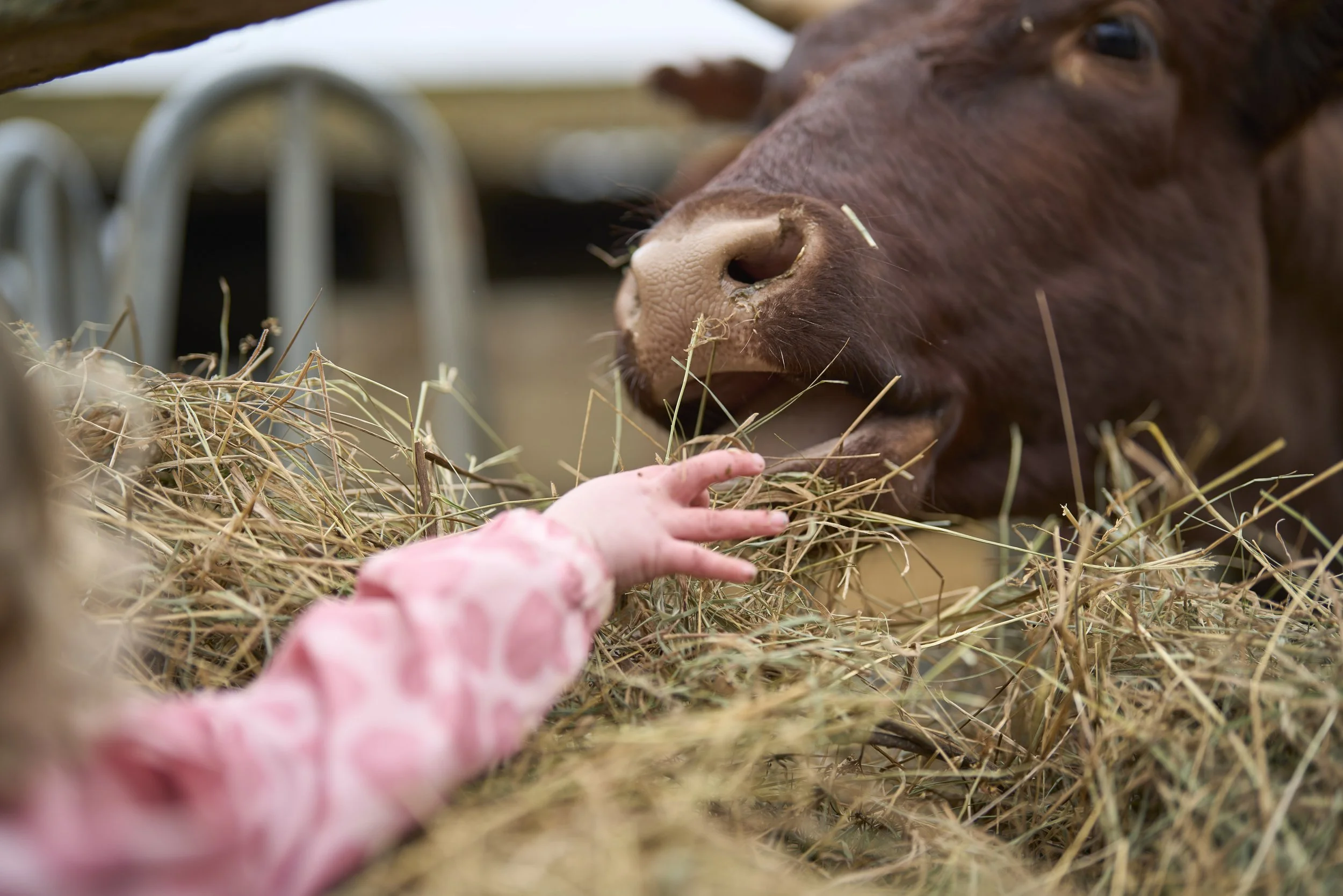 gullivers nursery_443.jpg