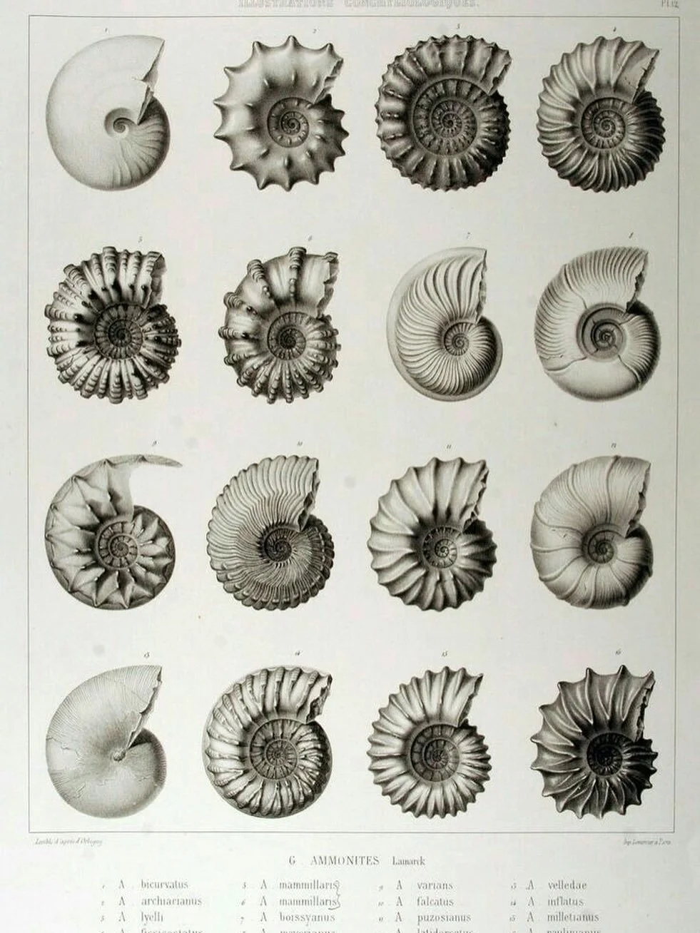 ꩜ The spiral is one of the oldest geometric shapes we know, carved into stones, shells, and patterns across the ancient world.

About 20 years ago, while visiting my dad in Lyme Regis, I stumbled across my very own ammonite fossil tucked into the cli