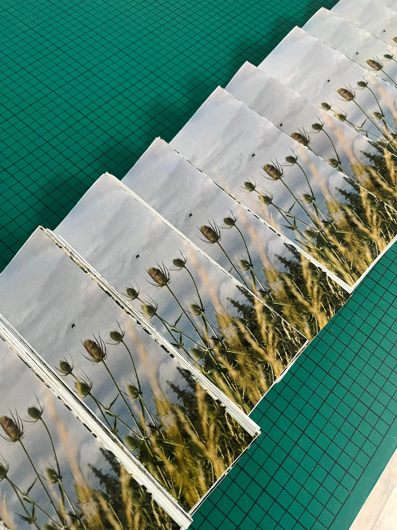 WhatsApp Image 2025-06-18 at 16.11.53.jpeg