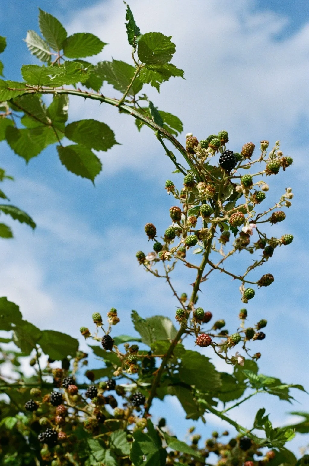 Crossness 13072424.JPG