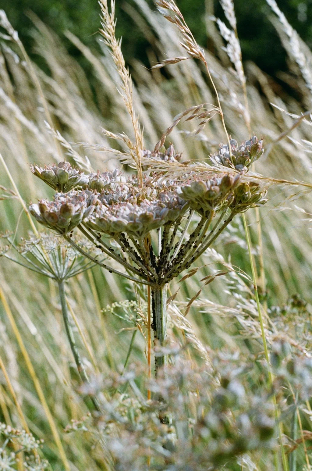 Crossness 1307244.JPG