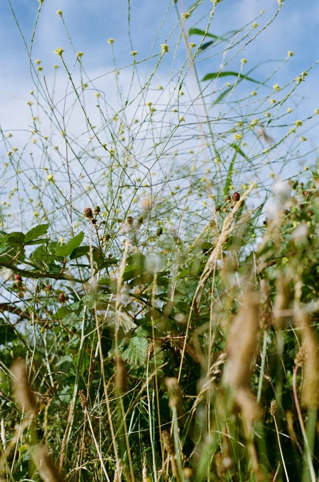 Crossness 13072430.JPG