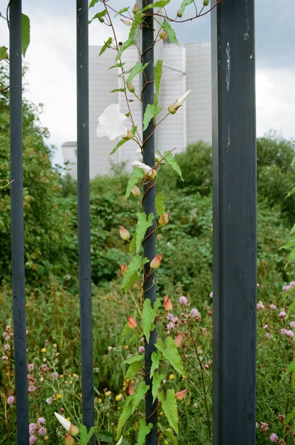 Crossness 13072469.JPG