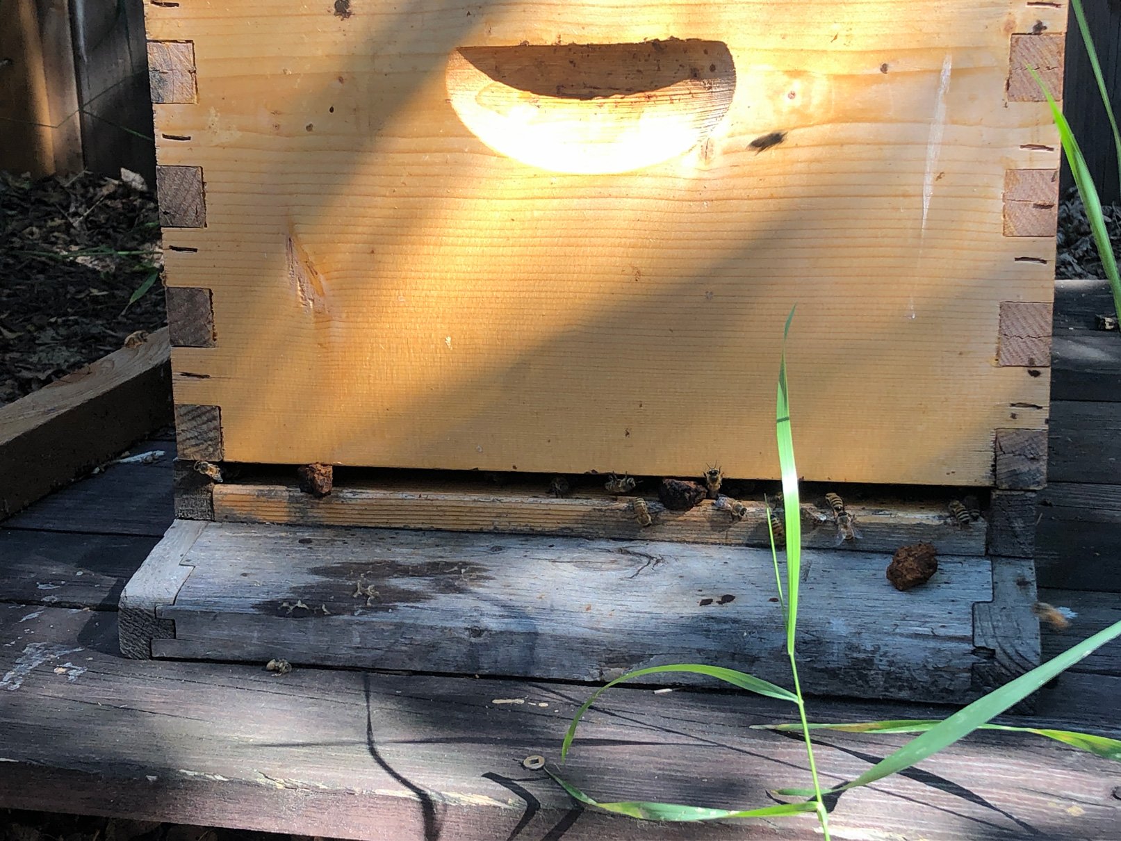 AB-AVE_BEE-HIVE.jpg