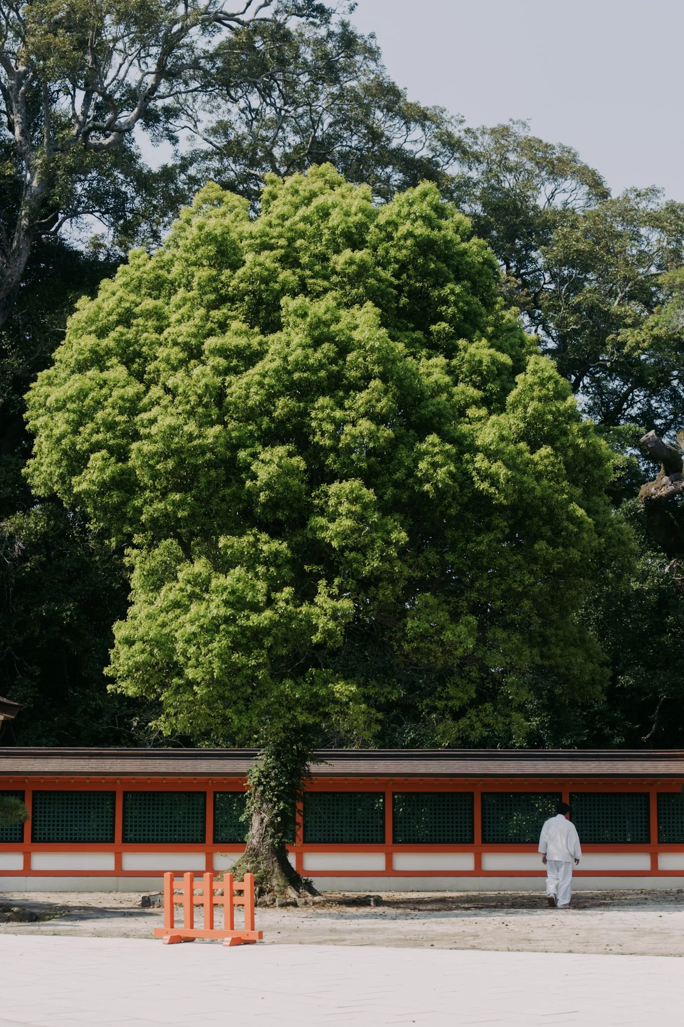 bp-114.jpg