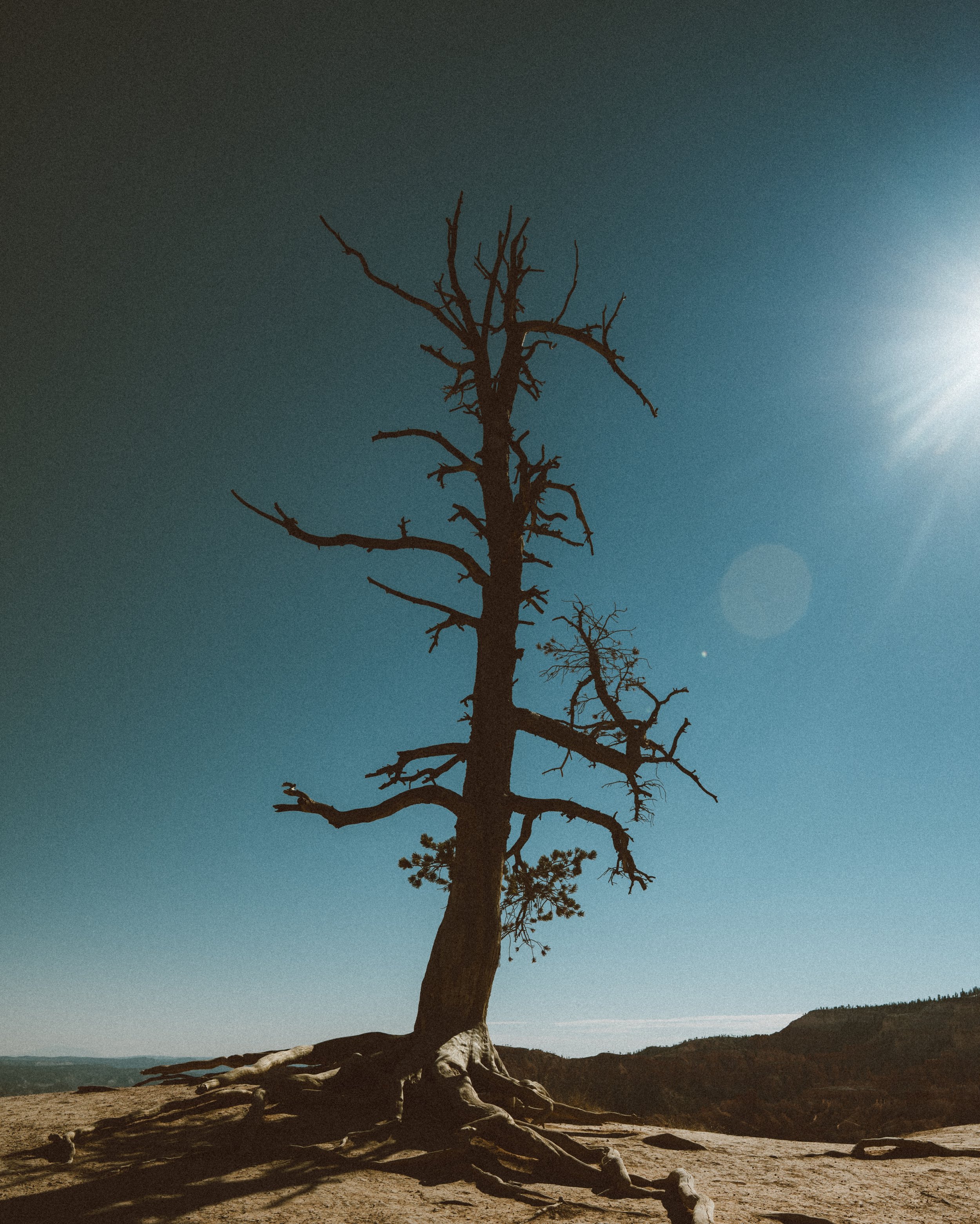 A tall, leafless tree with exposed roots standing on a dry ground under a bright sun in a clear sky.