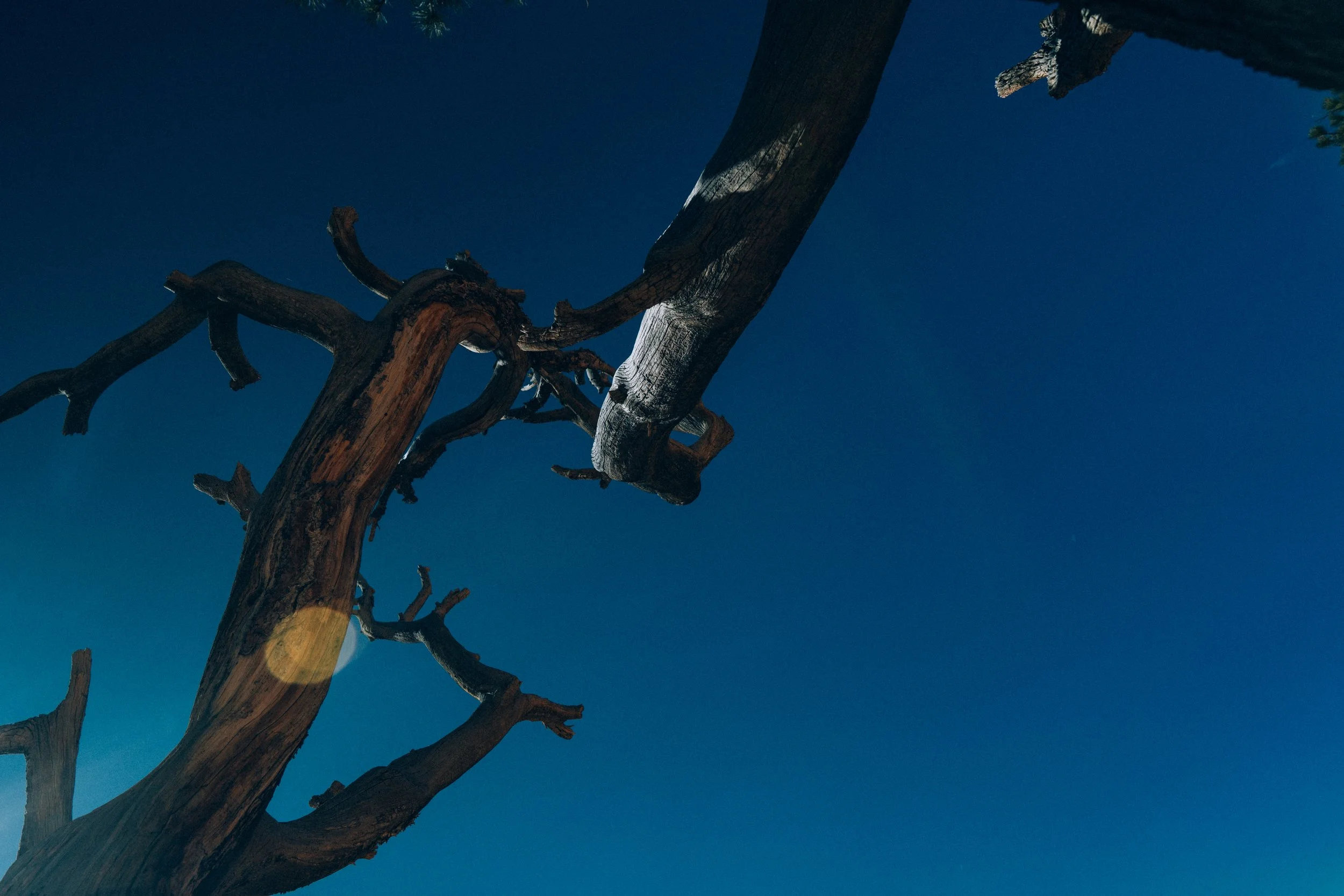 A close-up of a dead tree with gnarled branches against a clear blue sky.