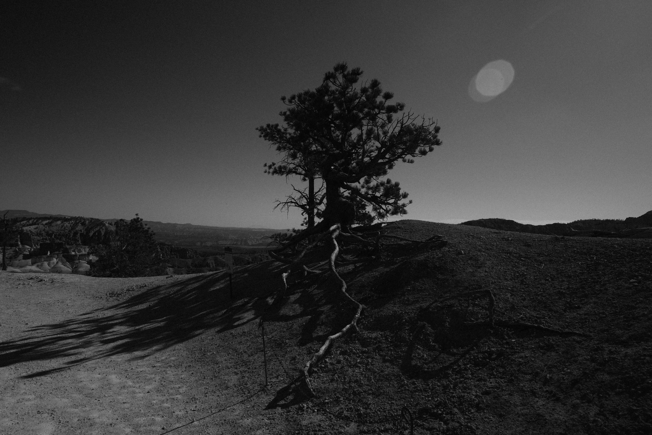 A lone, twisted tree casting a long shadow on a dirt slope with mountains and a clear sky in the background, view in black and white.