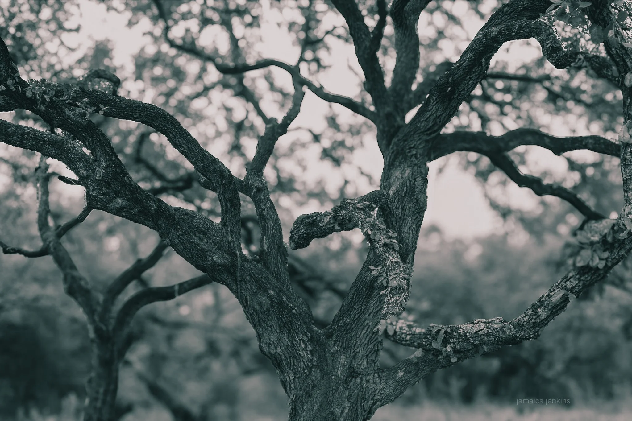 Vince Converse-400.jpg