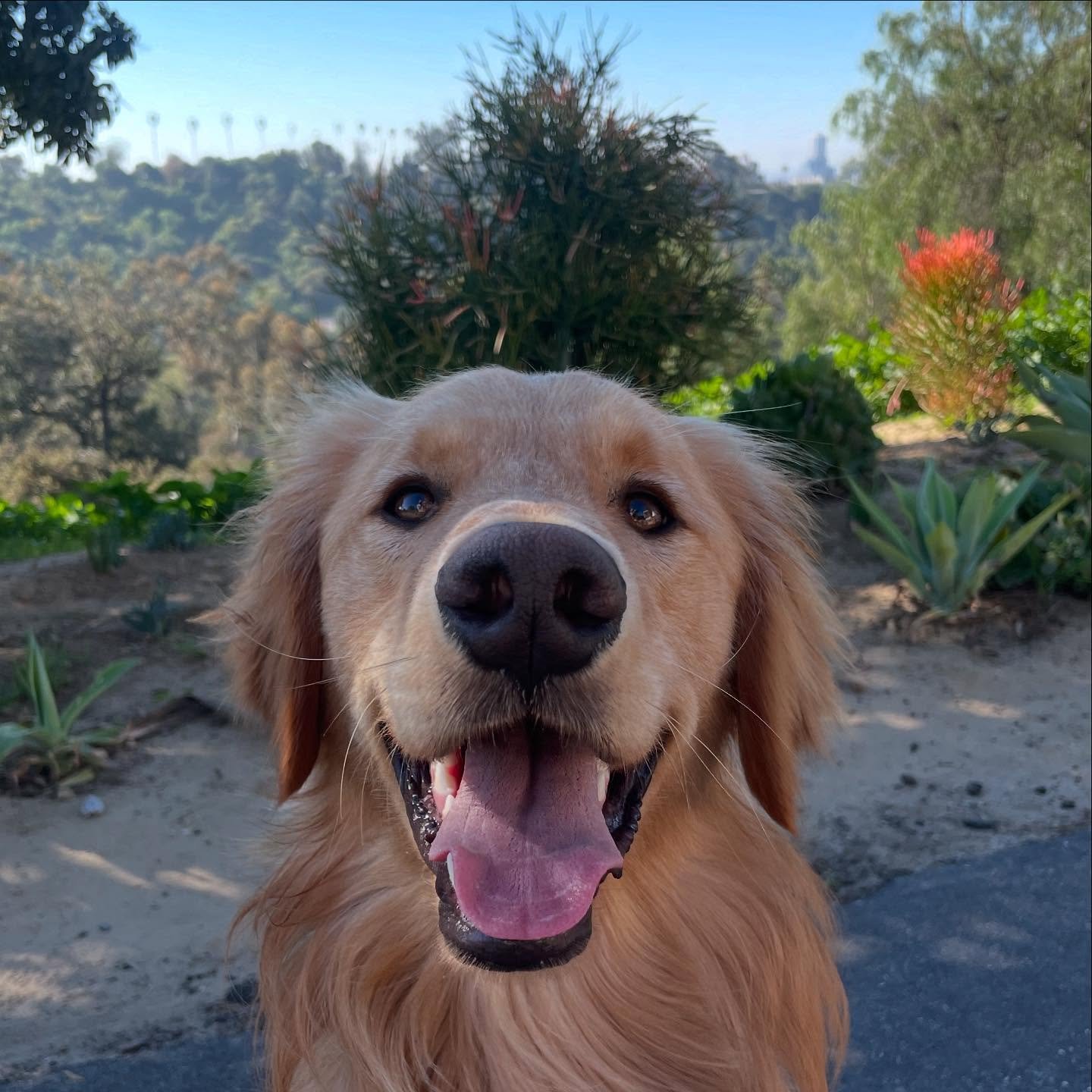 Welcome to the Pack, Sammy!  All of your morning pack pup pals love you!
#goldenretriever #pals