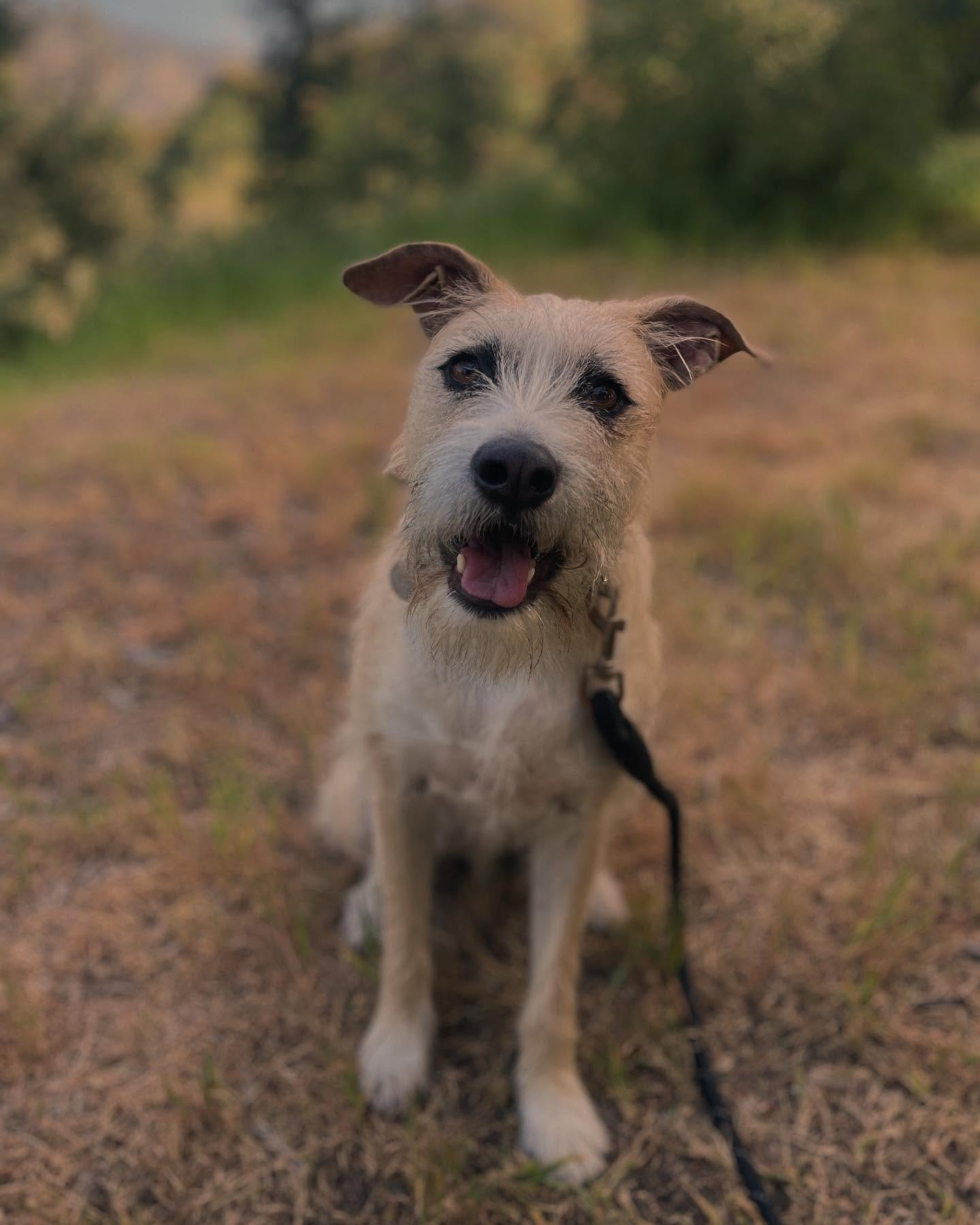 Ozzie came correckt today. 
#dogsofinstagram