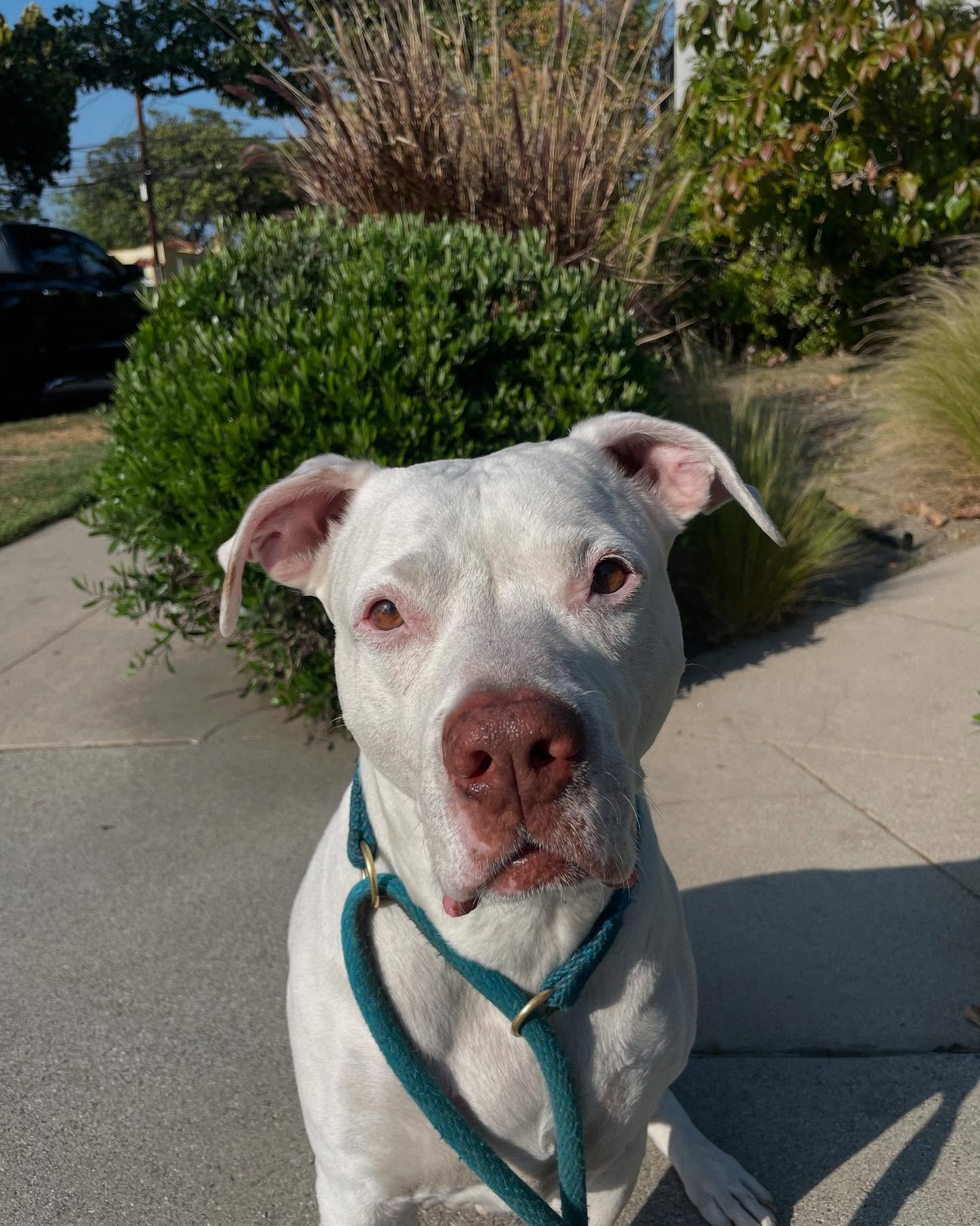 Welcome to the Pack, August. We all love your freckles!
#staffordshirebullterrier #handsome