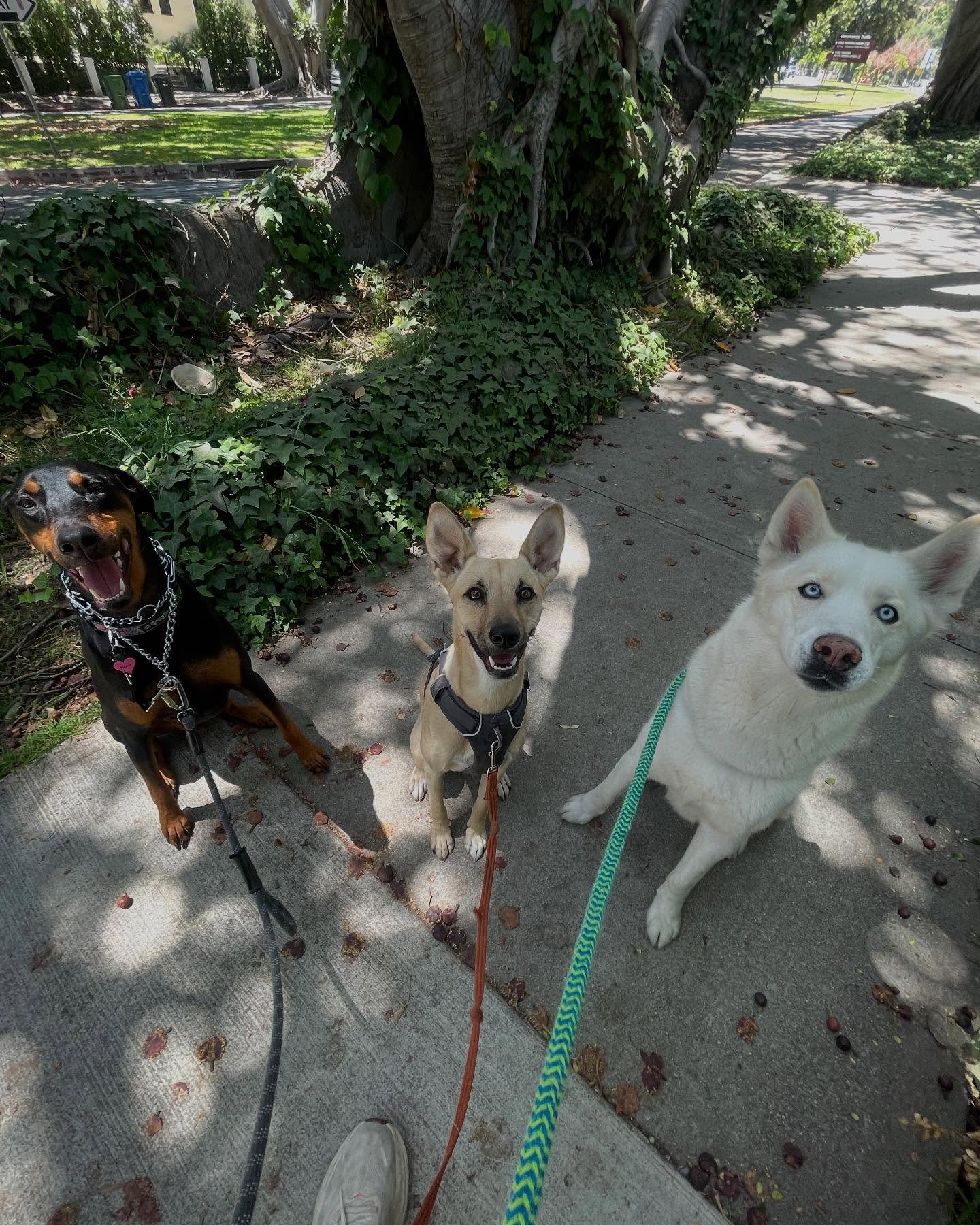 Happy kidz!
#doberman #prettymutt #husky