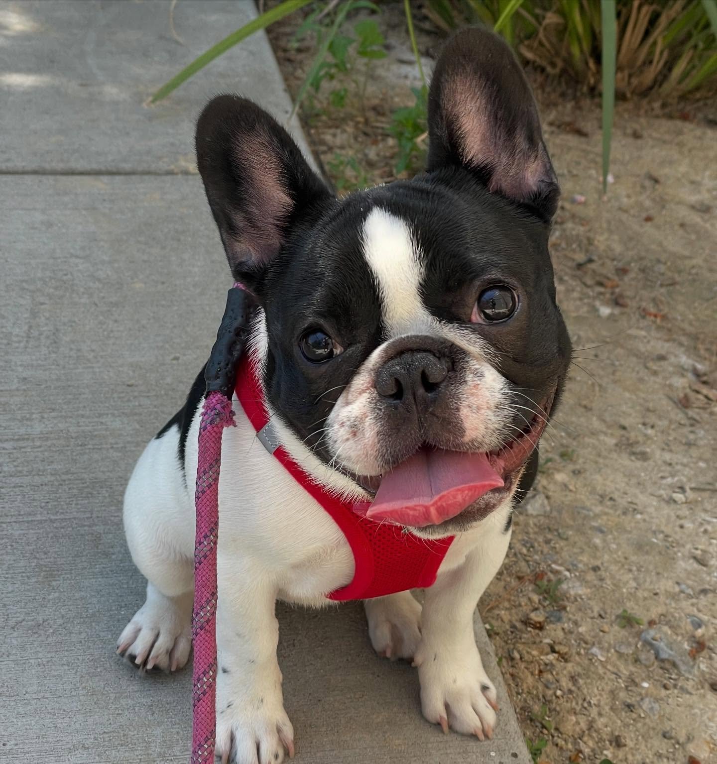 Dear lord. 
#frenchbulldog #frenchbulldogpuppy