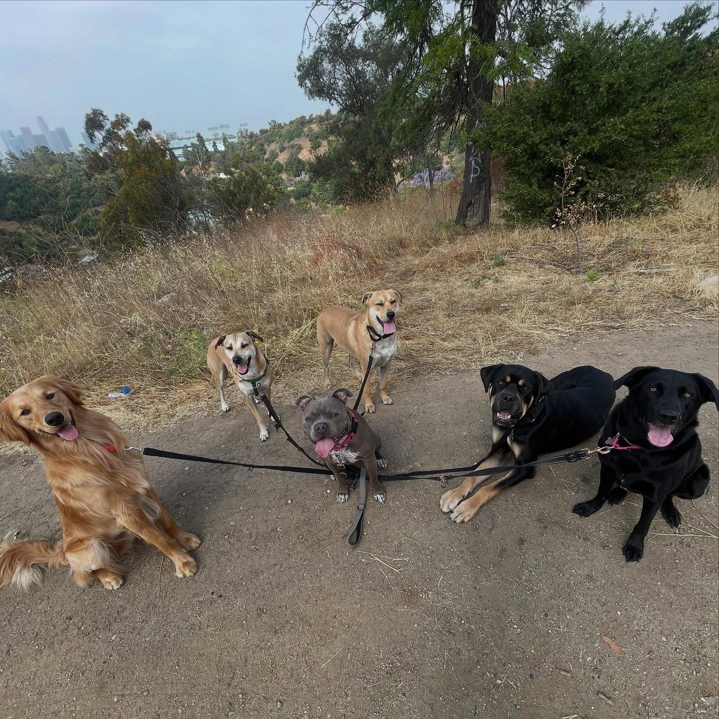 This is my job. 🥰
#dogwalker #dog #happyheart