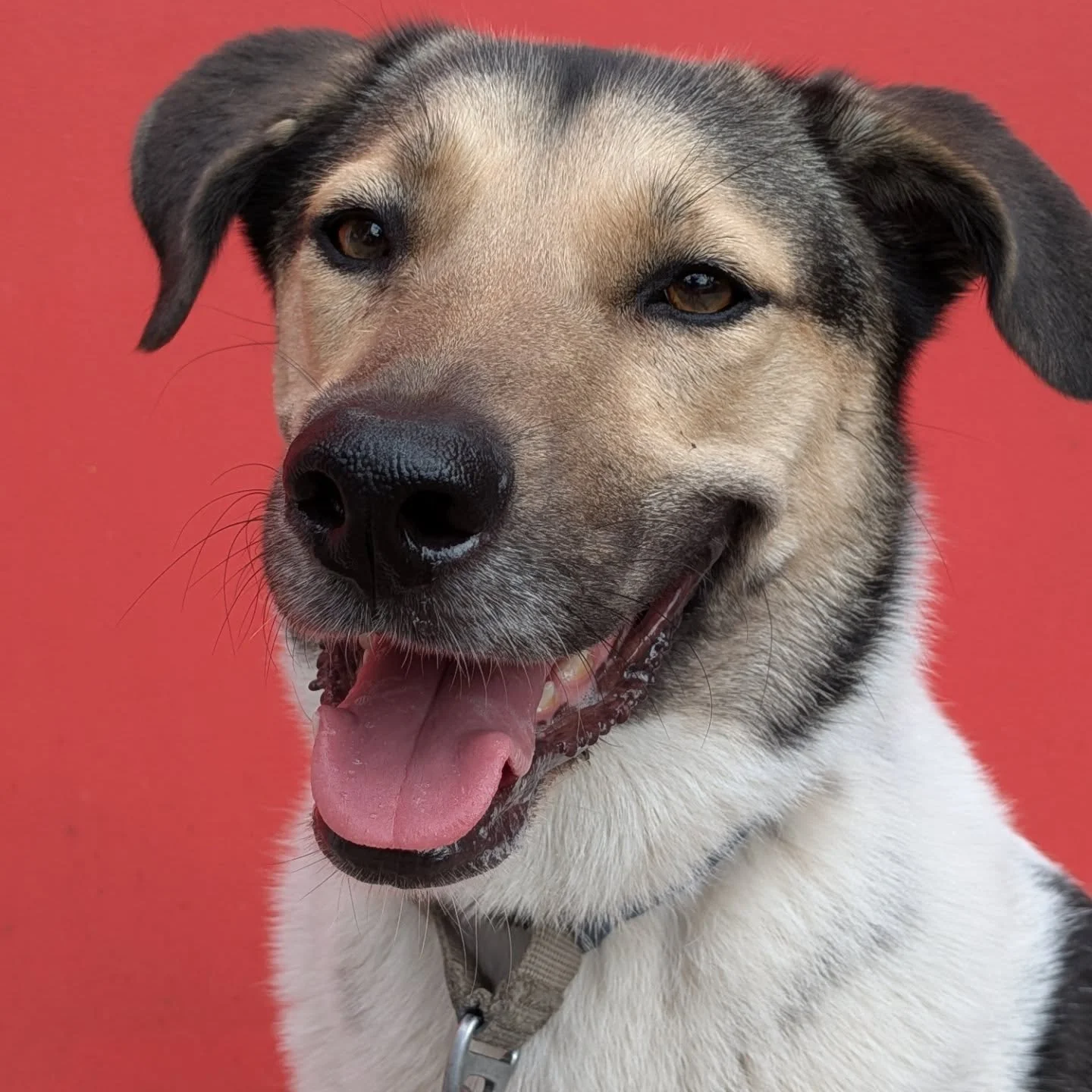 More Heidi because oh my gawd!!

#germanshepherddog