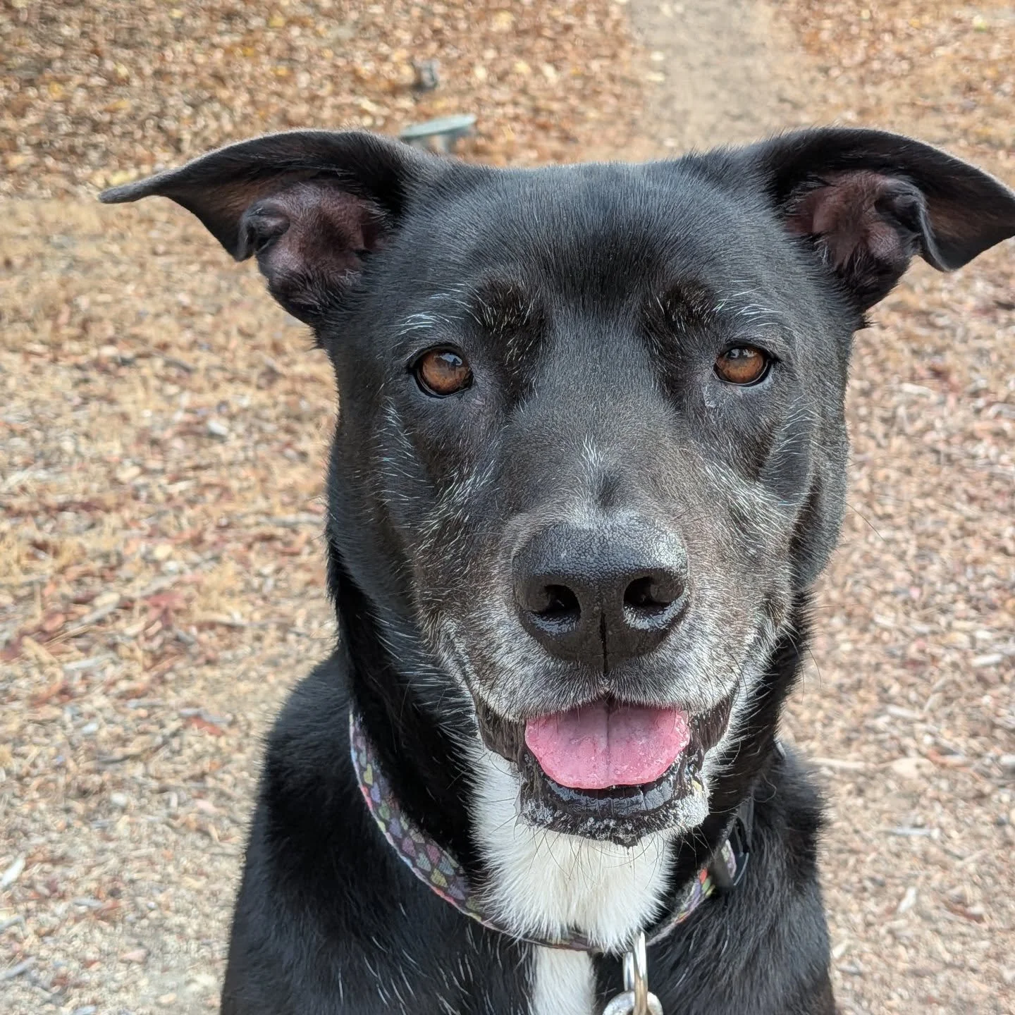 Welcome to the Pack, Gimli. You will have my axe 🪓