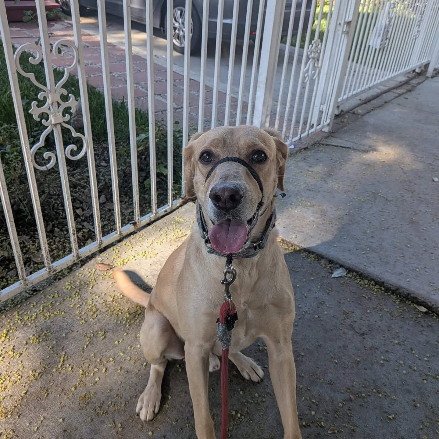 Welcome to the Pack, Bubba. Let's go explore, explore, and explore s'mores!