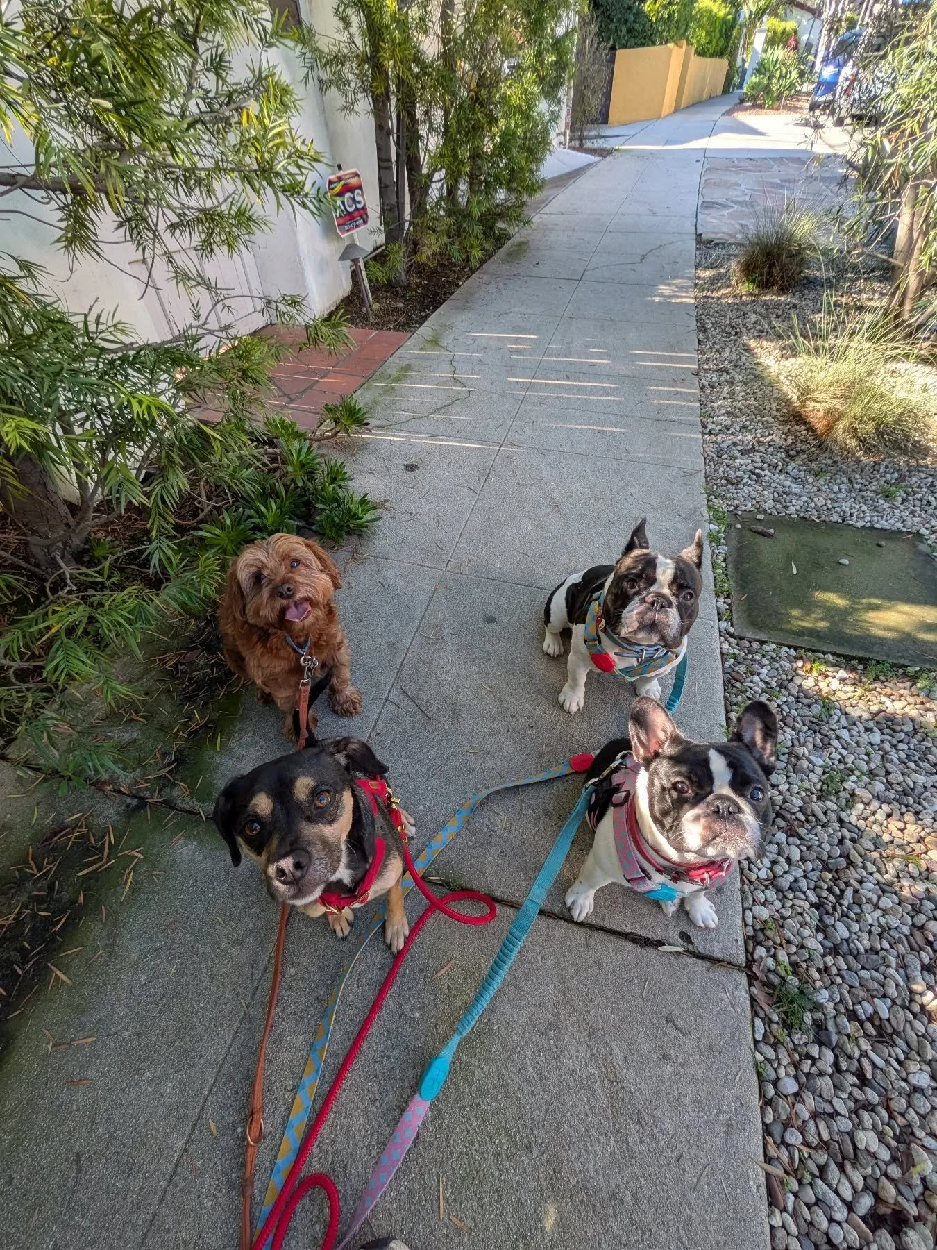 Yes, it's because of the treats....