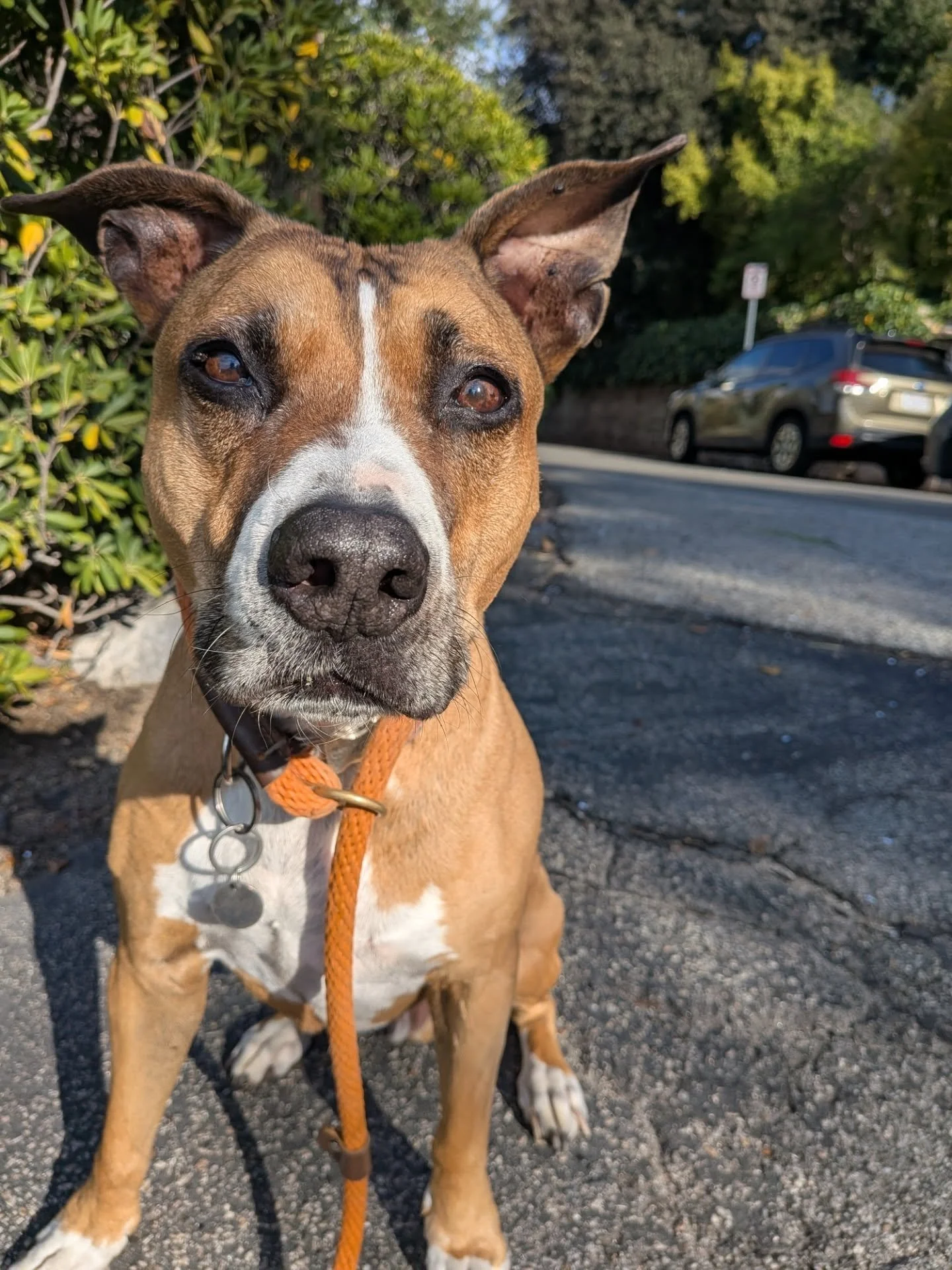 Geddy, you are such a stunner!