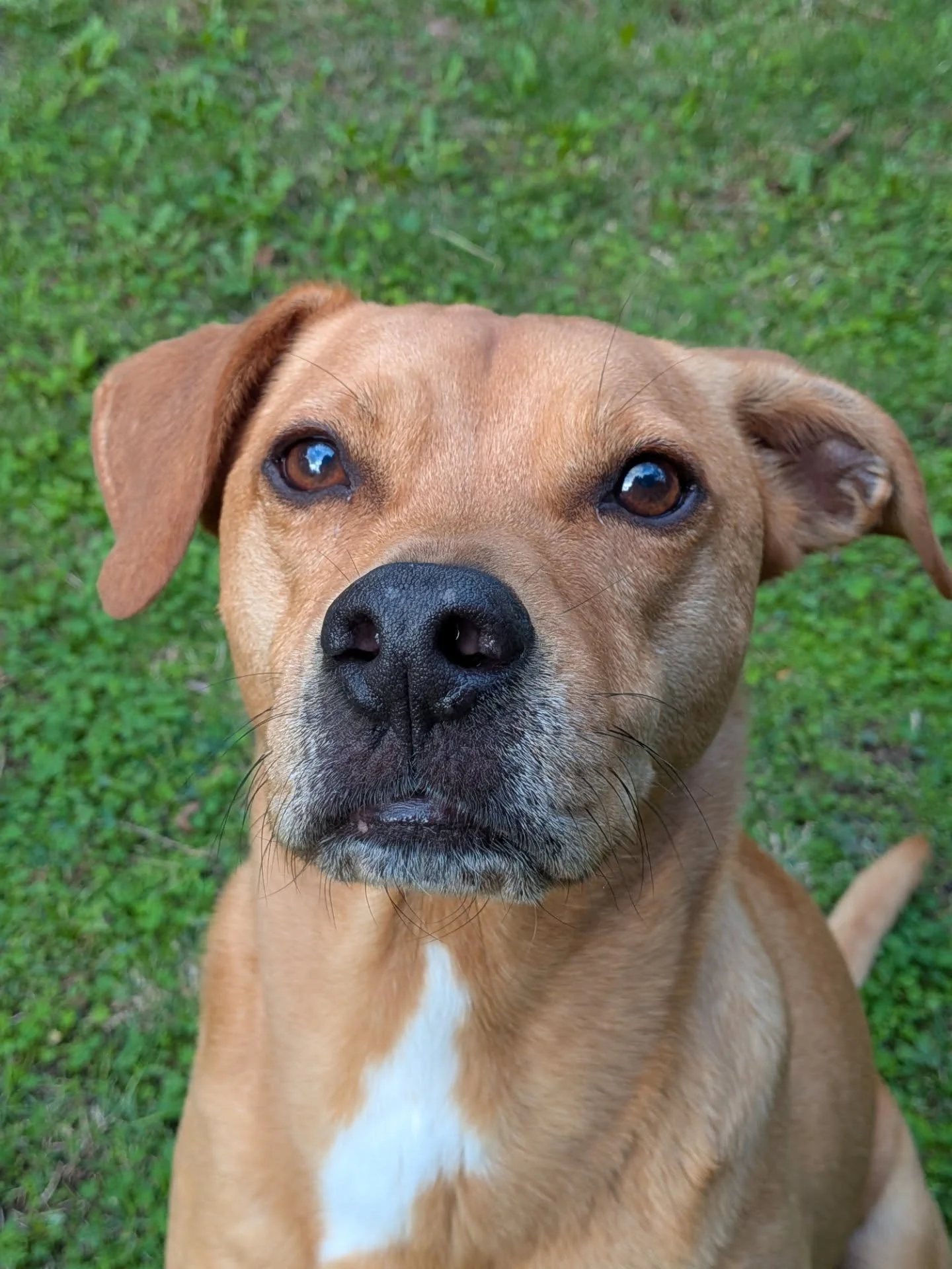 Cleo and Ollie 😍 Tear my heart out, why don't ya?!