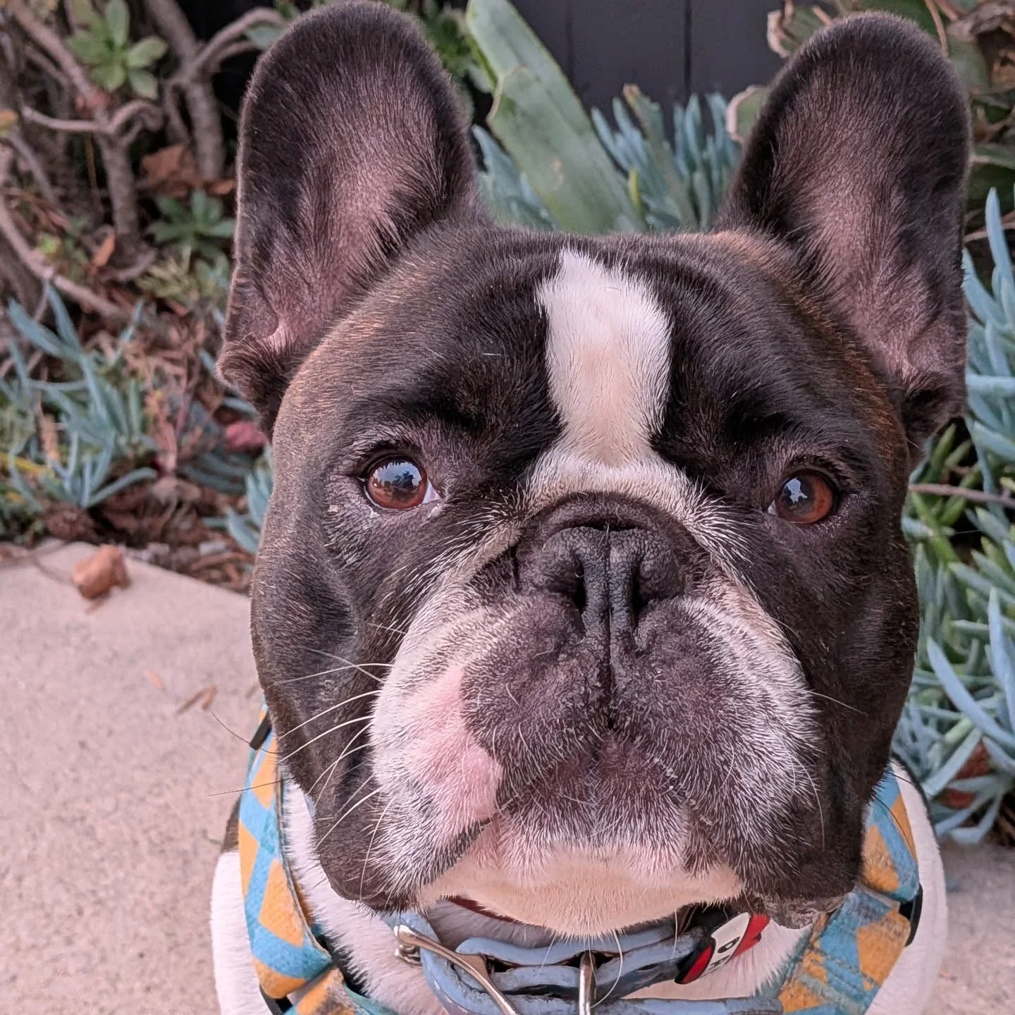 If you got it, flaunt it. Beni's got it. 
#frenchbulldog #doglover