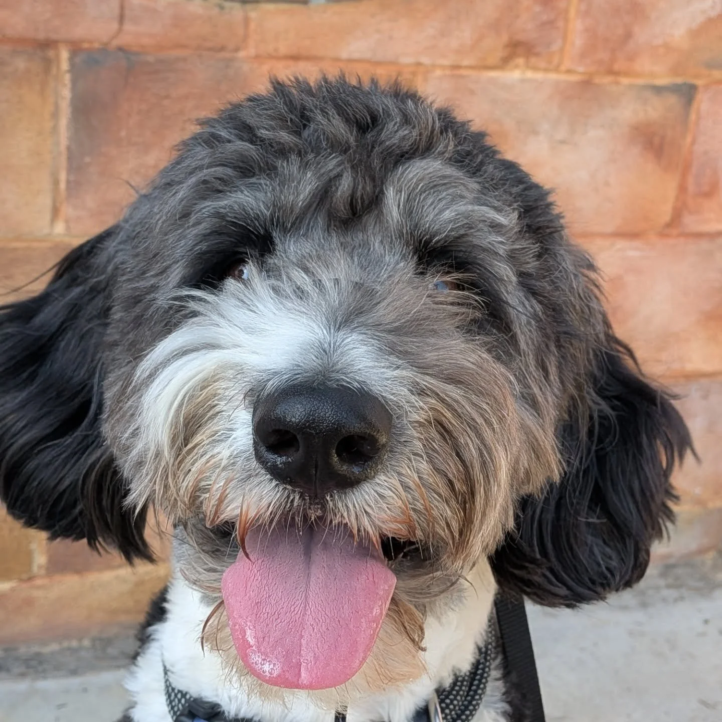 Welcome to the Pack, Leroy! Such a smart and handsome fella!