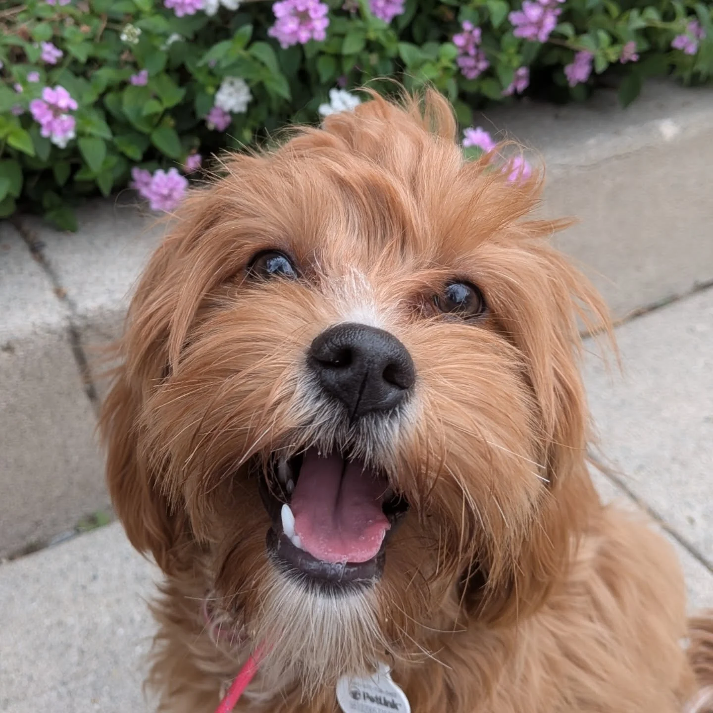 Welcome to the Pack, Ava! We are so excited to have you!!
#cavapoo #doglover #dogwalker #losangeles