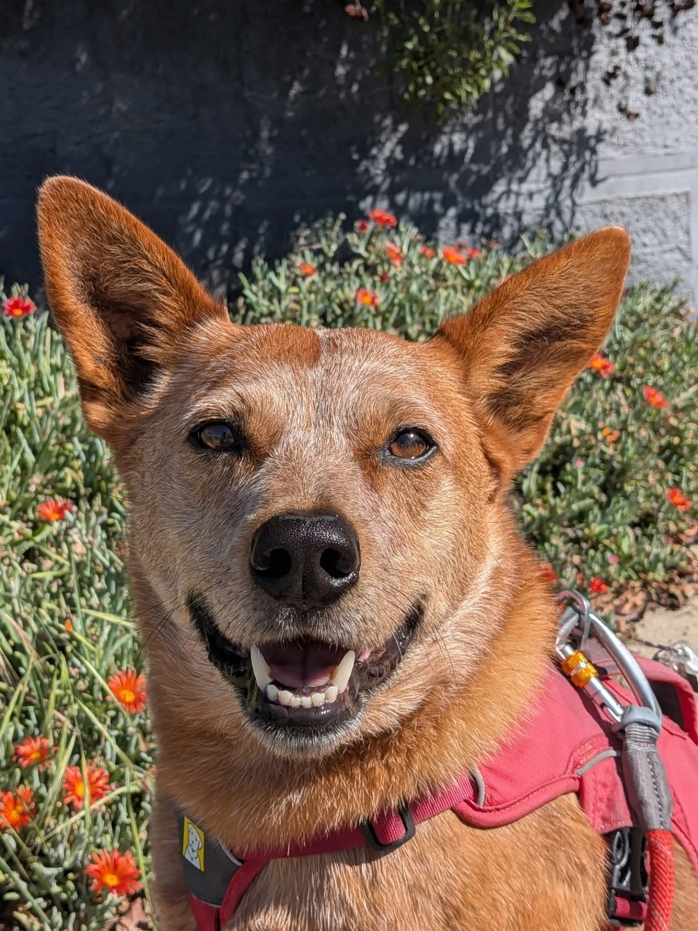 Welcome to the Pack, Mr. Oli!  You're the smartest guy I know and we're so happy to have you!